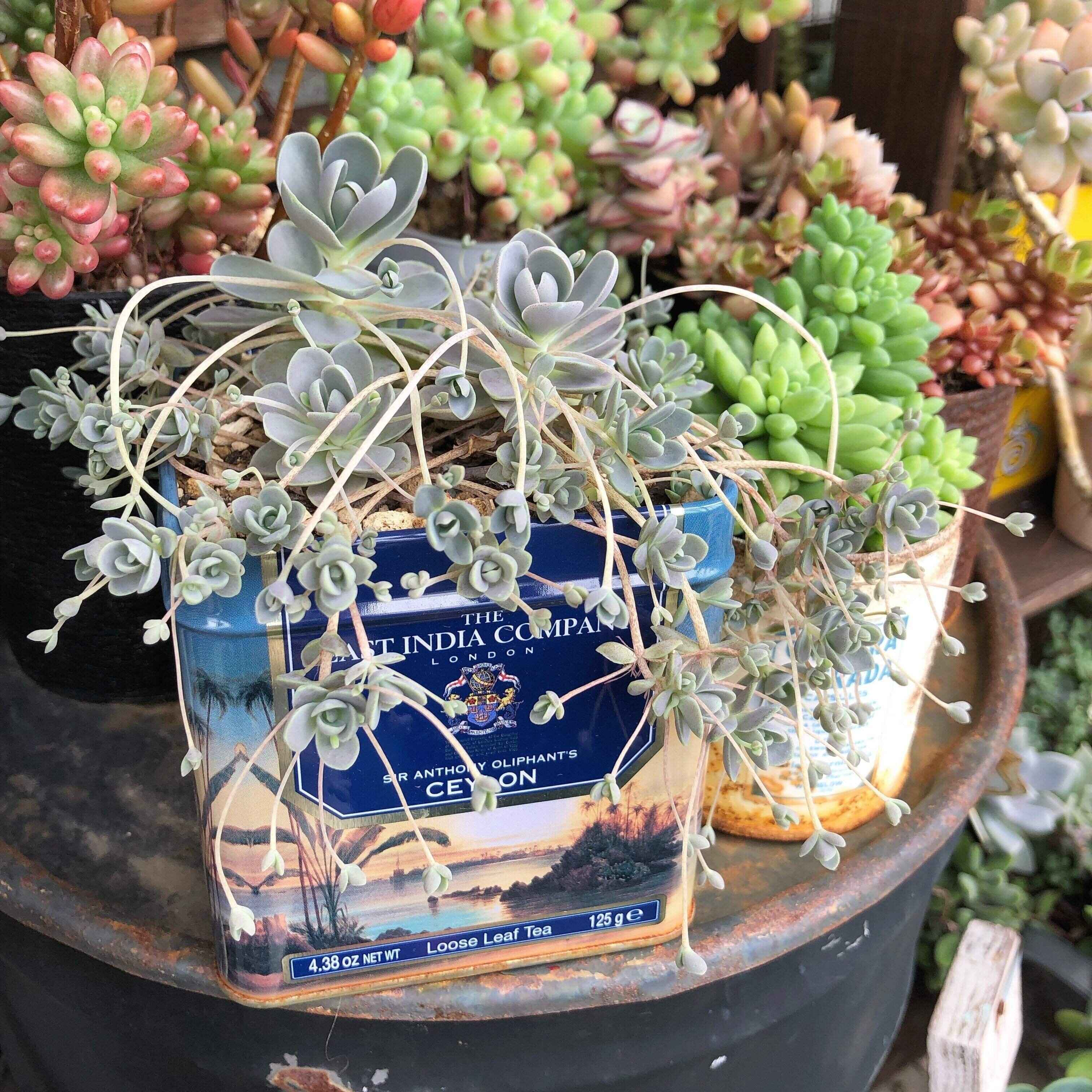 多肉植物　穴場スポット