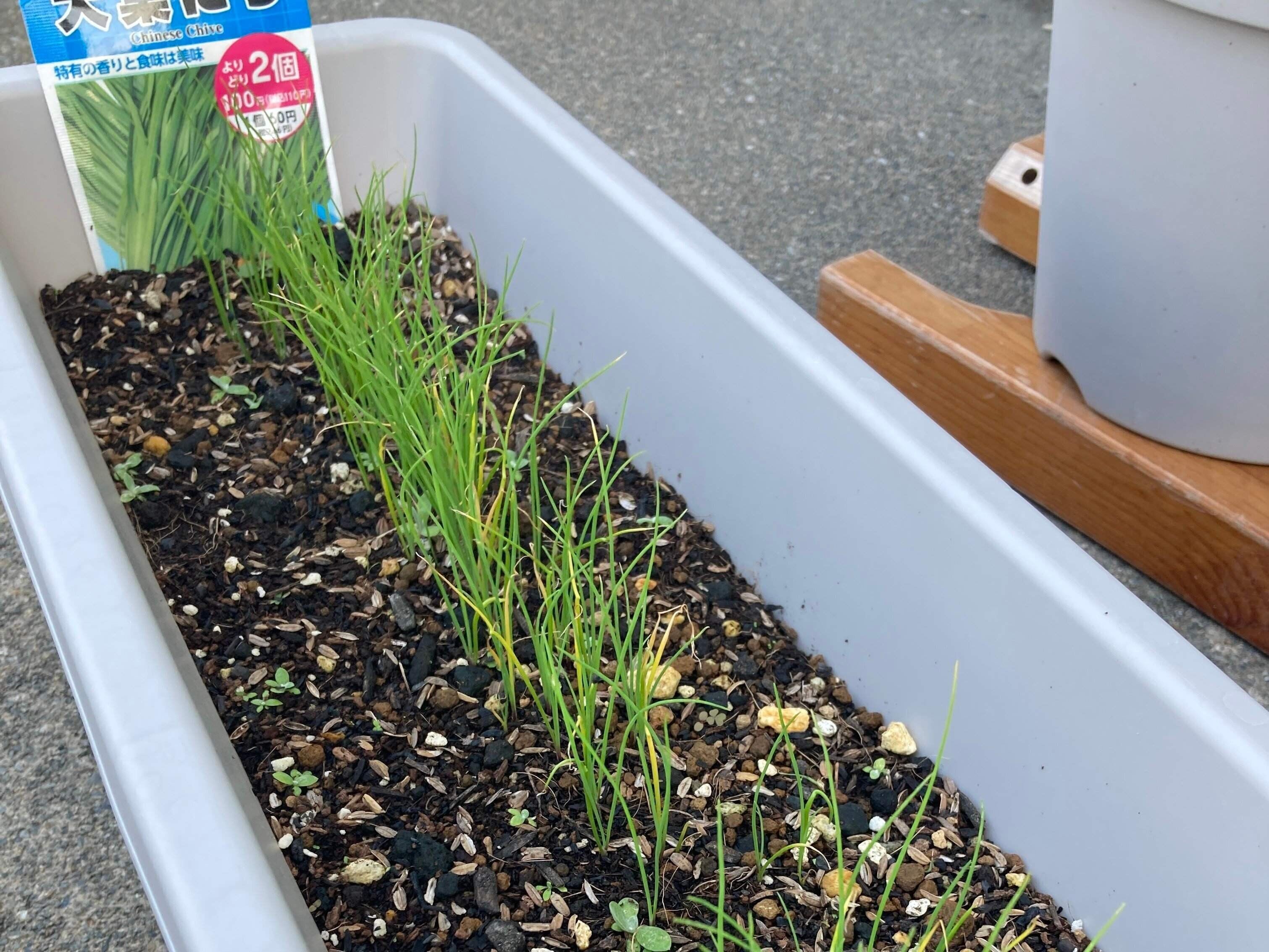 プランターに植えられたニラ
