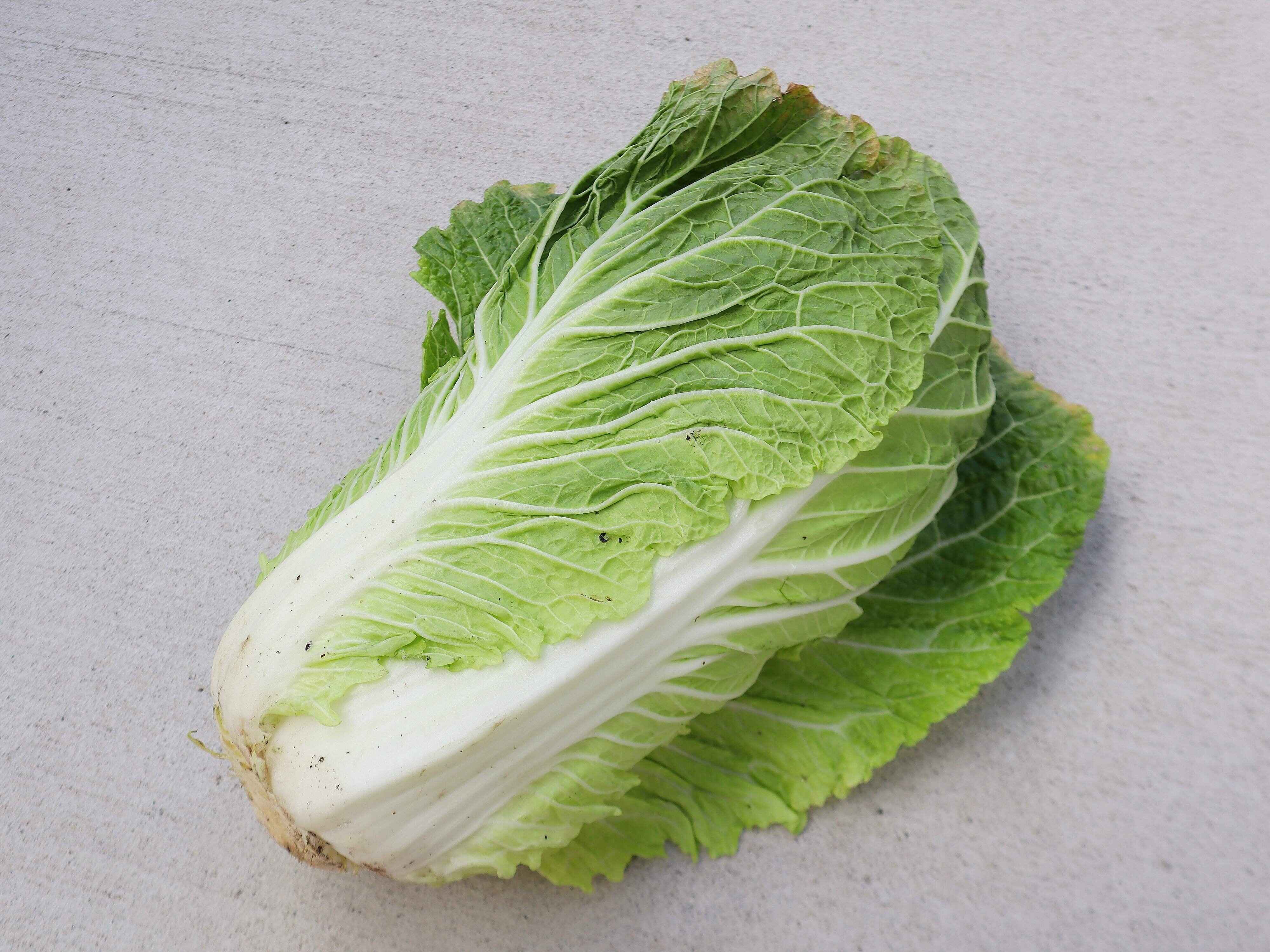 おいしい白菜の見分けかた（1玉）