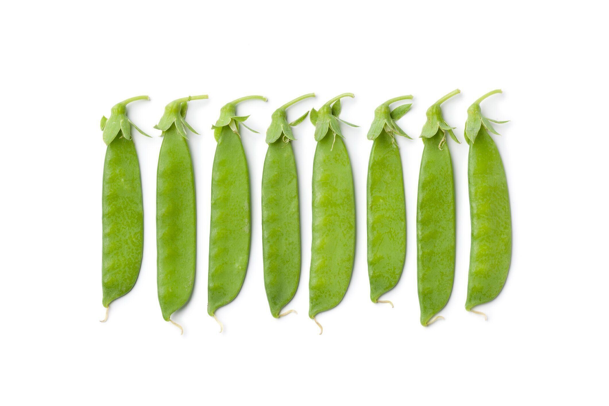 砂糖スナップエンドウ豆の列