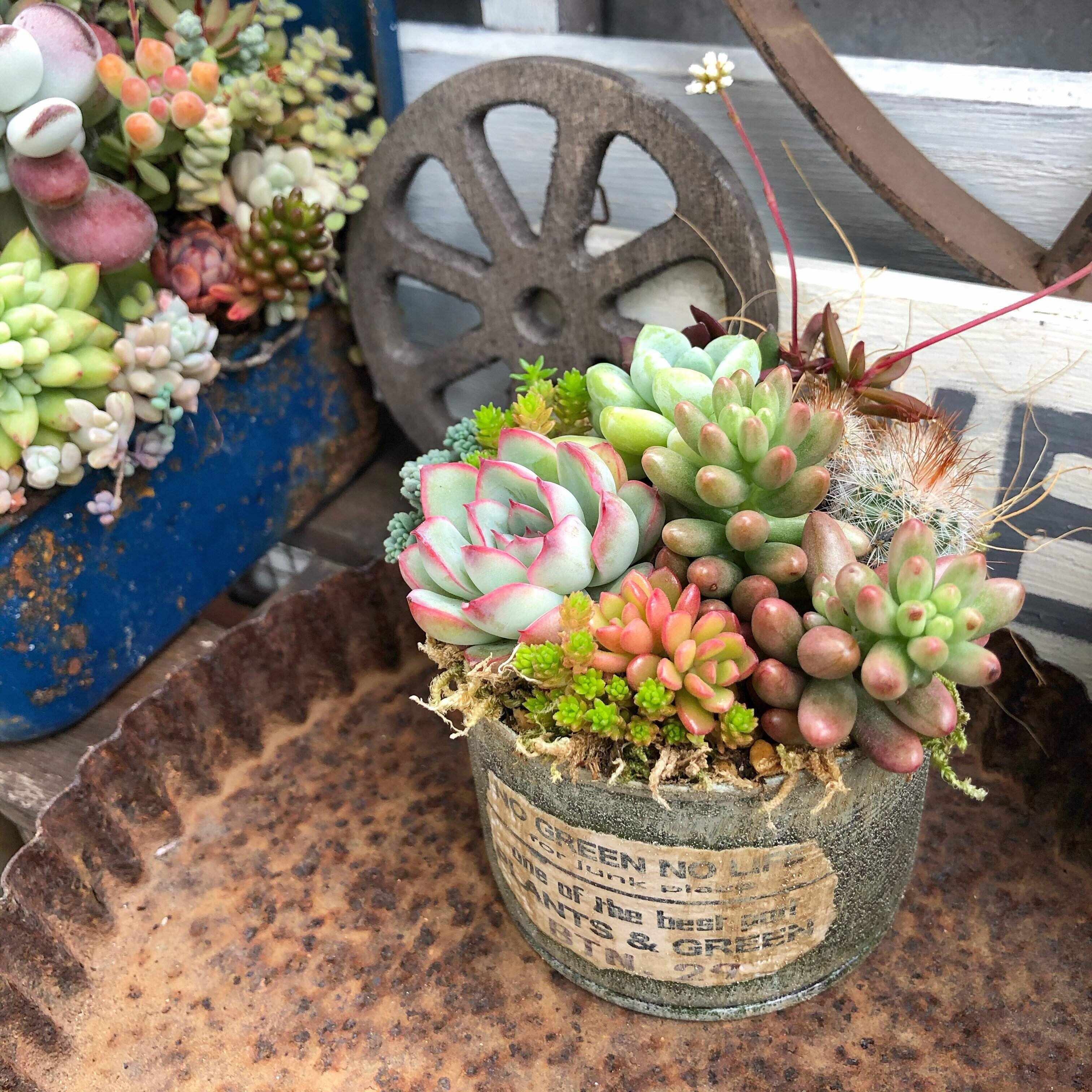 狭いベランダを活かす多肉植物ガーデニングのコツ