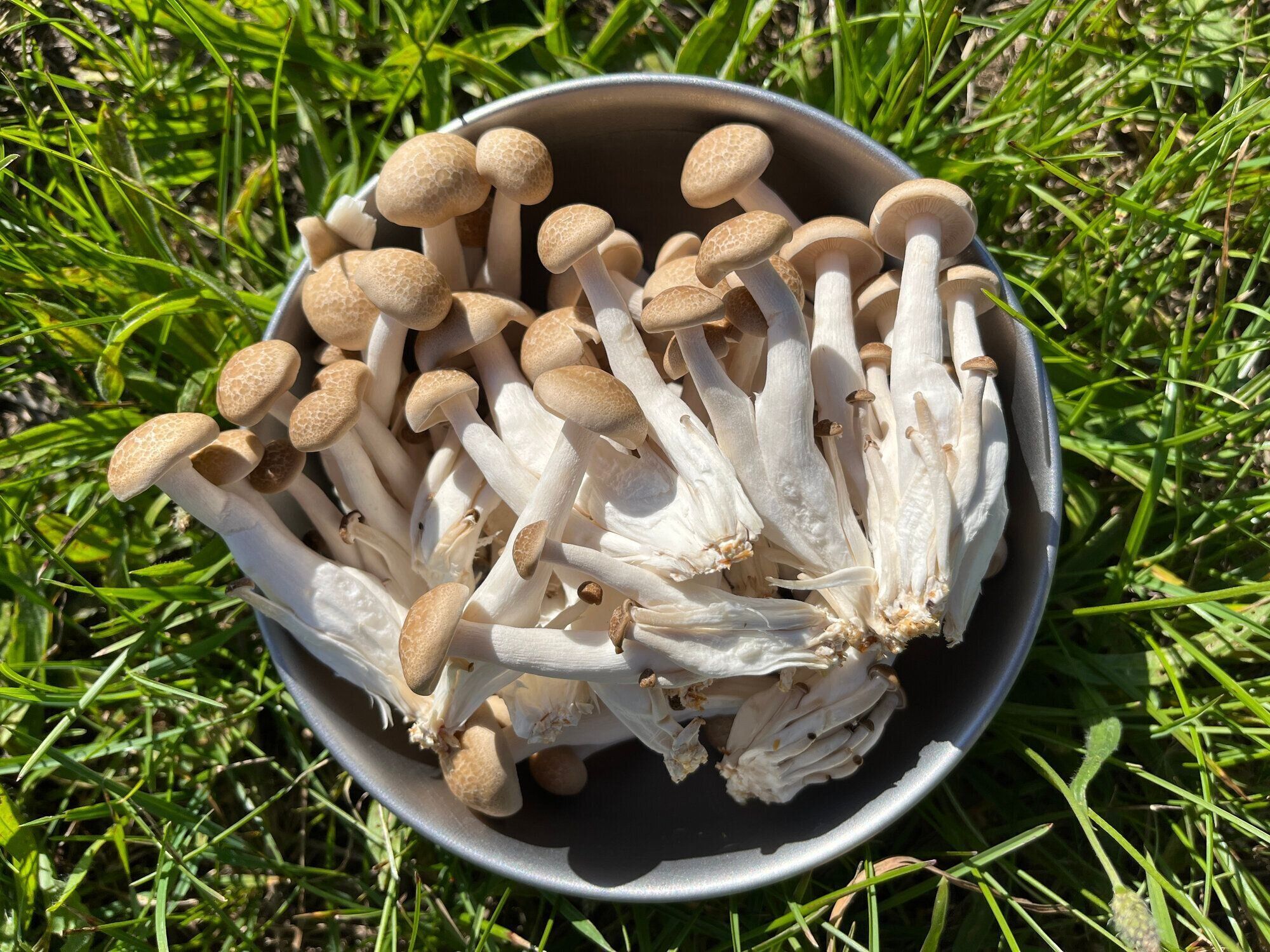 新鮮なシメジキノコのボウル