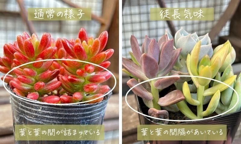 多肉植物　選び方　初心者
