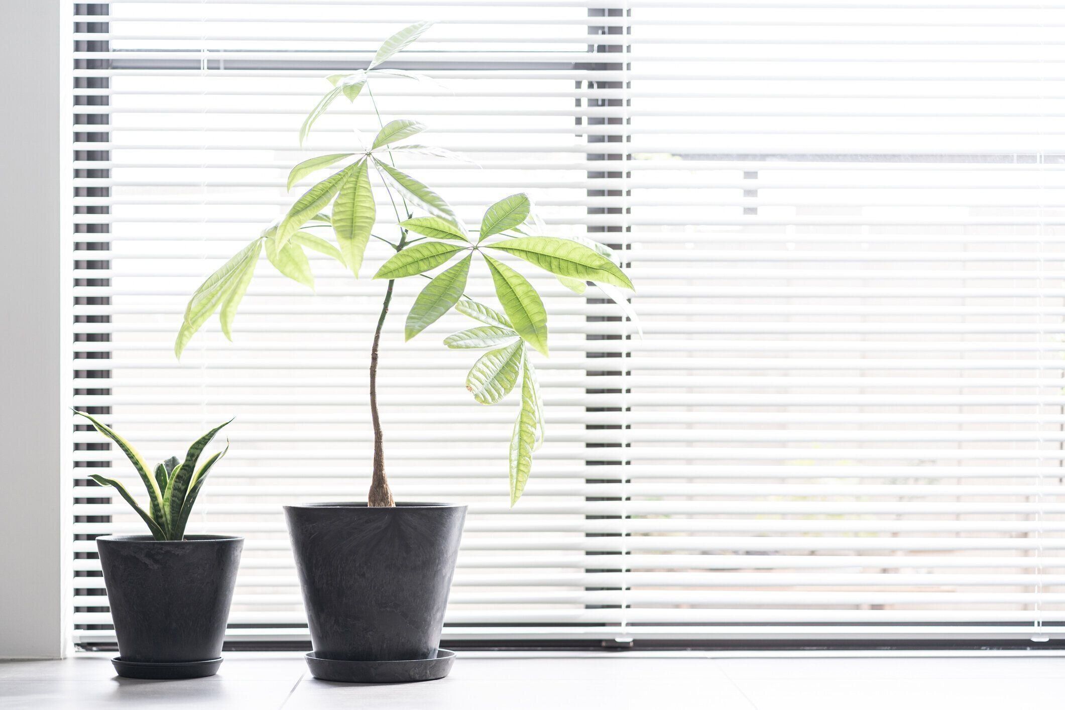 窓際に置かれた観葉植物