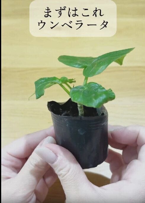 ダイソー　植物