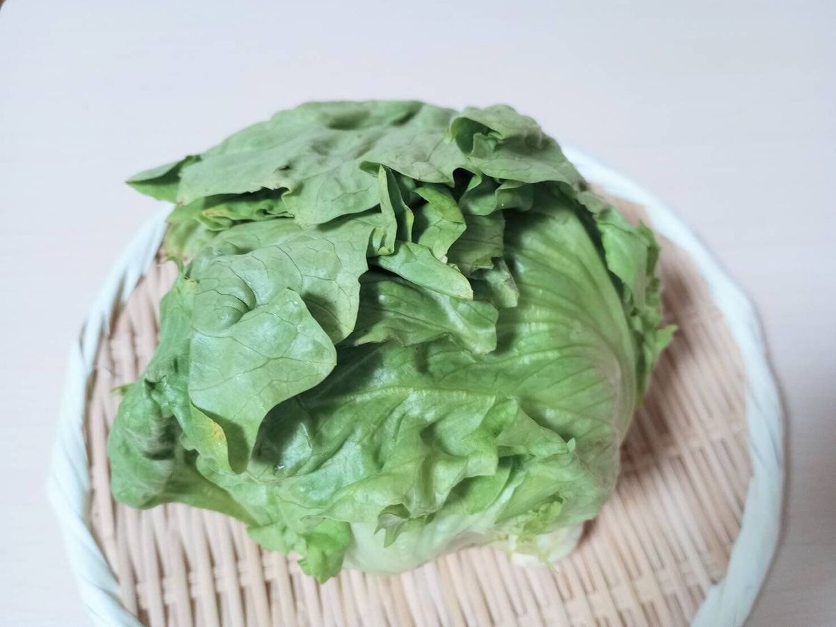 レタス