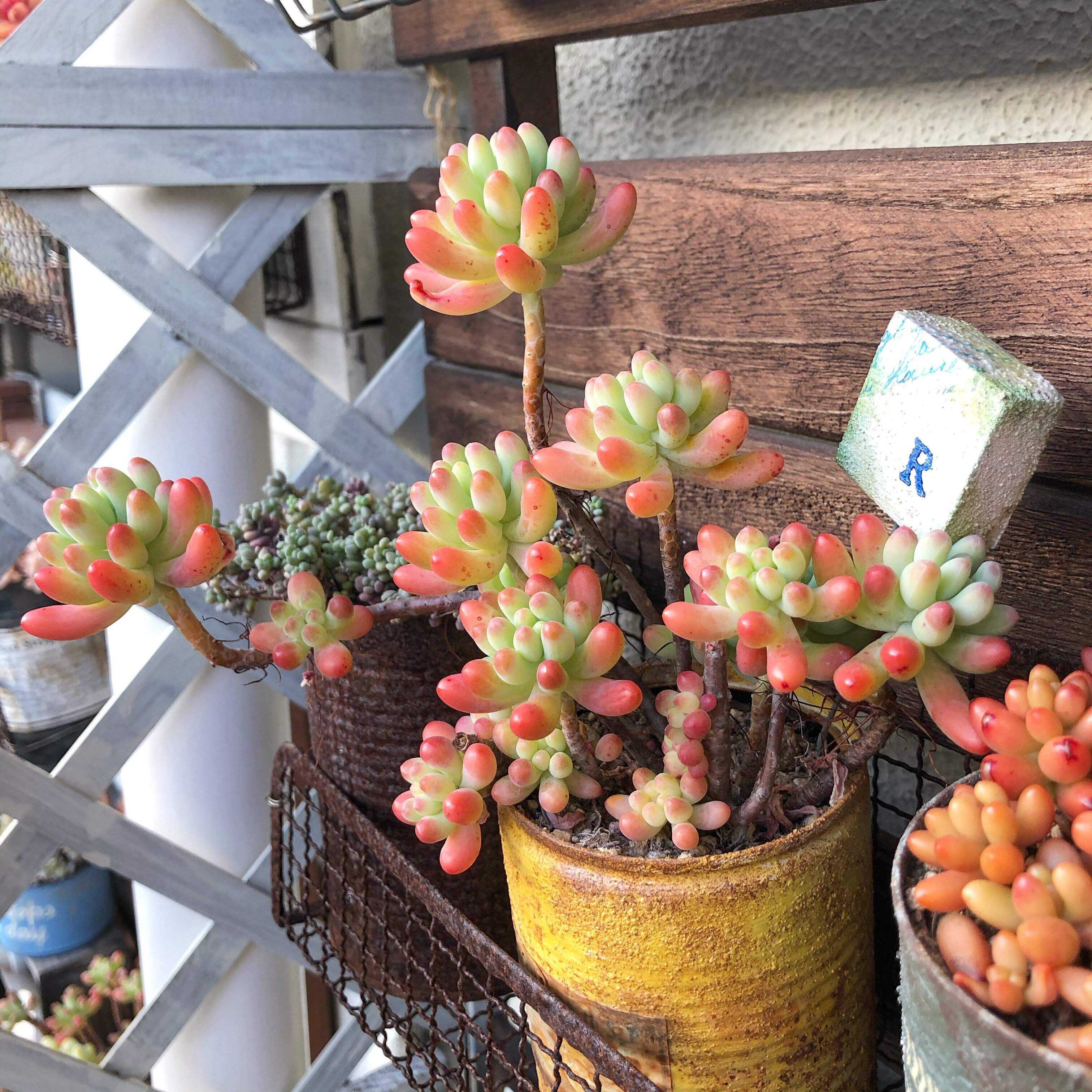 多肉植物　春　ピンク