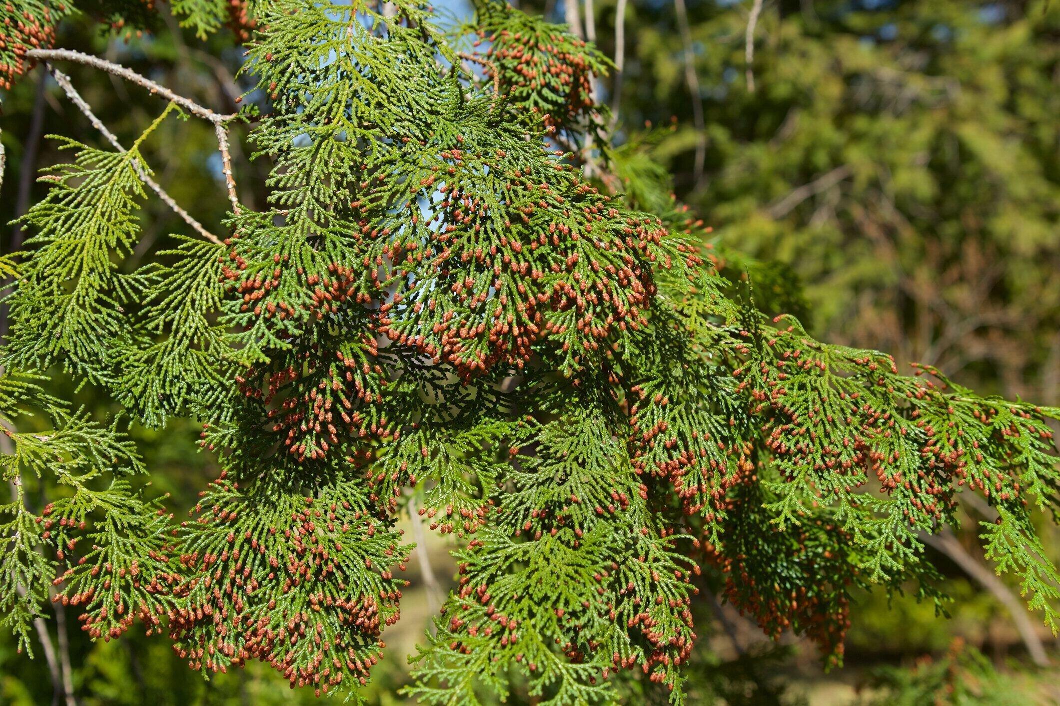 春には多くのヒノキの花の芽。
