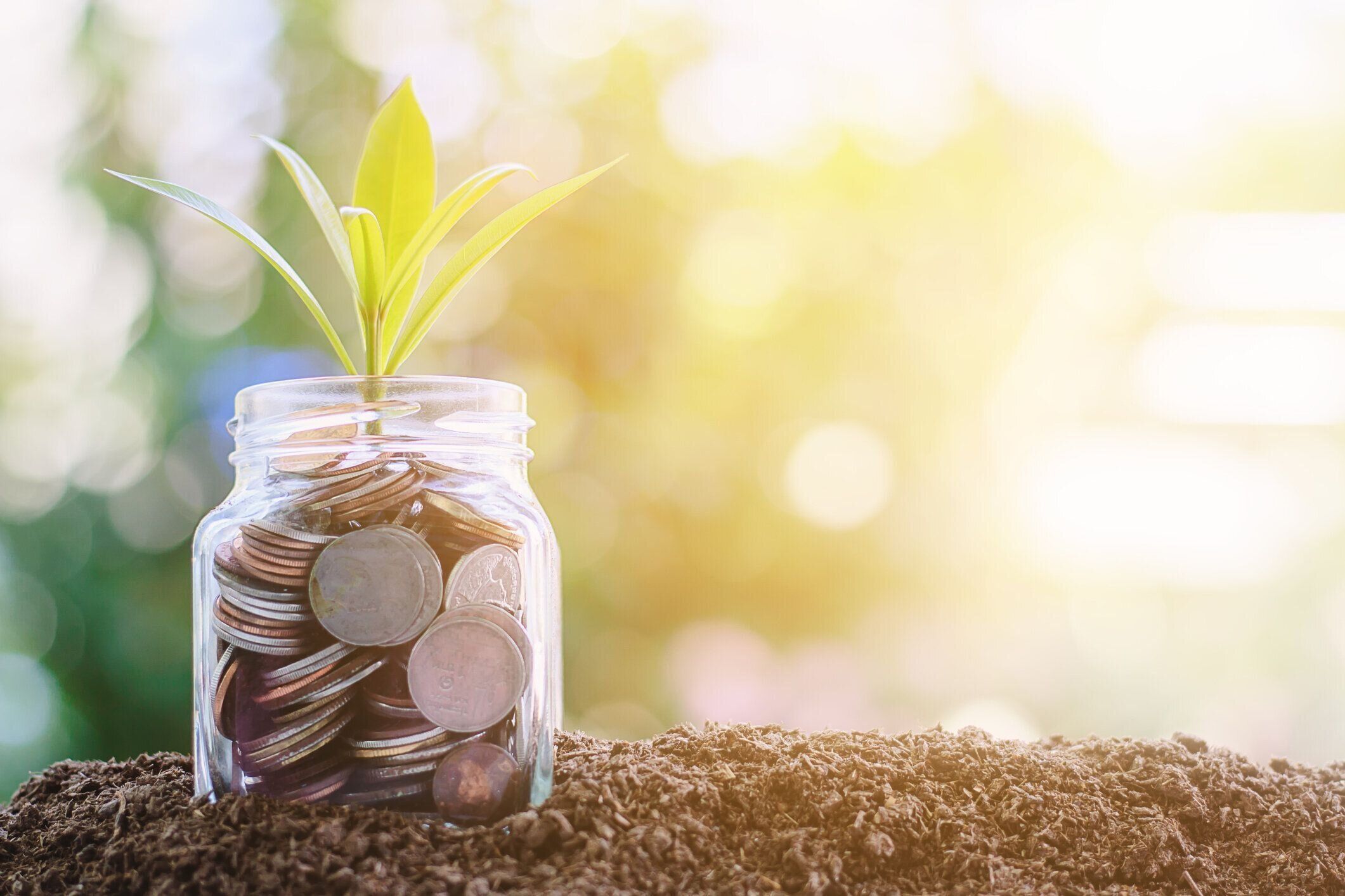 ぼやけて自然緑背景にガラスの瓶にコインから生長する植物