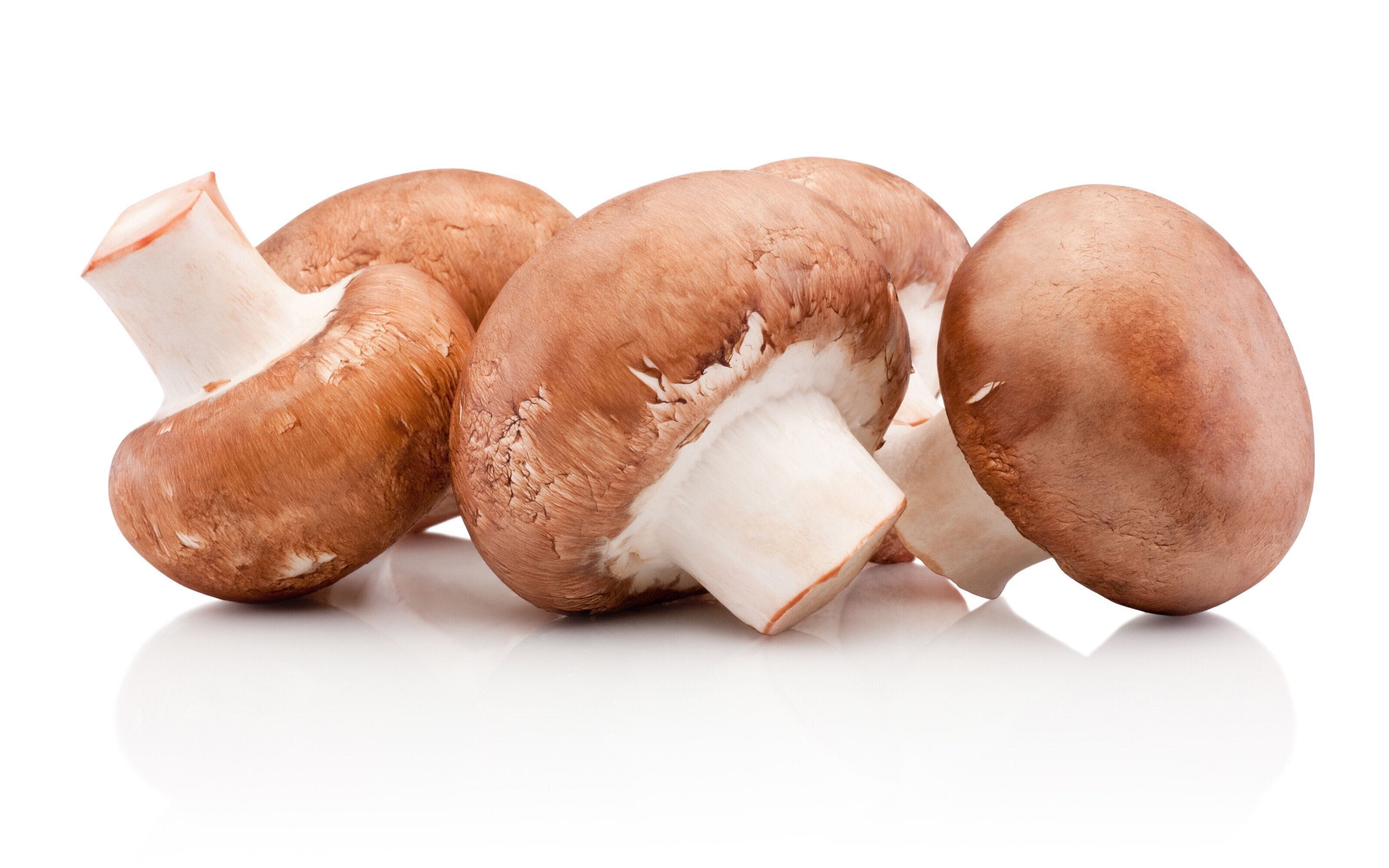 白い背景に分離新鮮なシャンピニオンキノコ