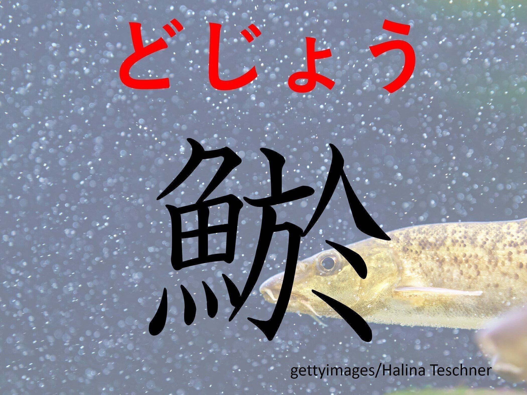 食べると元気になれそう！難読漢字「鯲」はなんて読む？