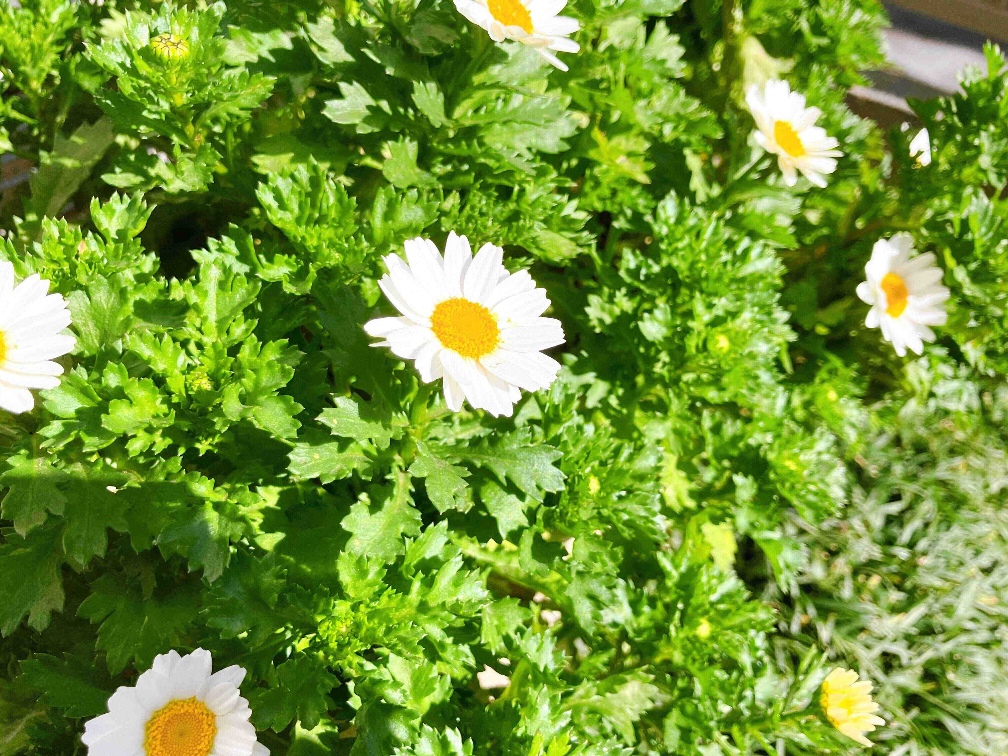 小さくて上品なノースポール