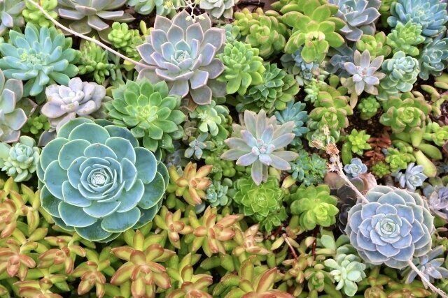 夏に気をつけたい！多肉植物のピンチサイン