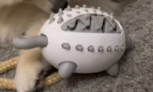 ペット用ハリネズミのエサ探しおもちゃ