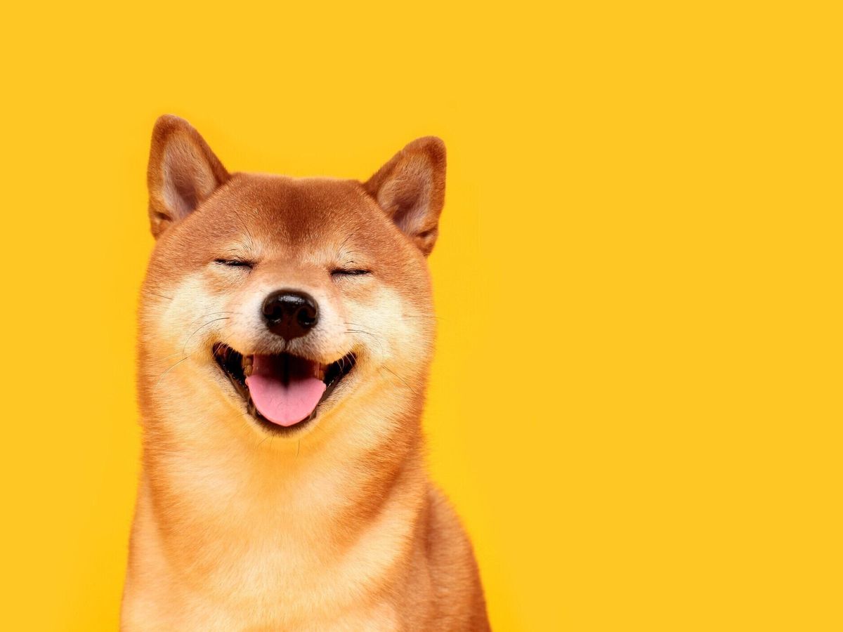 黄色の幸せな柴犬犬。赤毛の日本犬の笑顔の肖像画