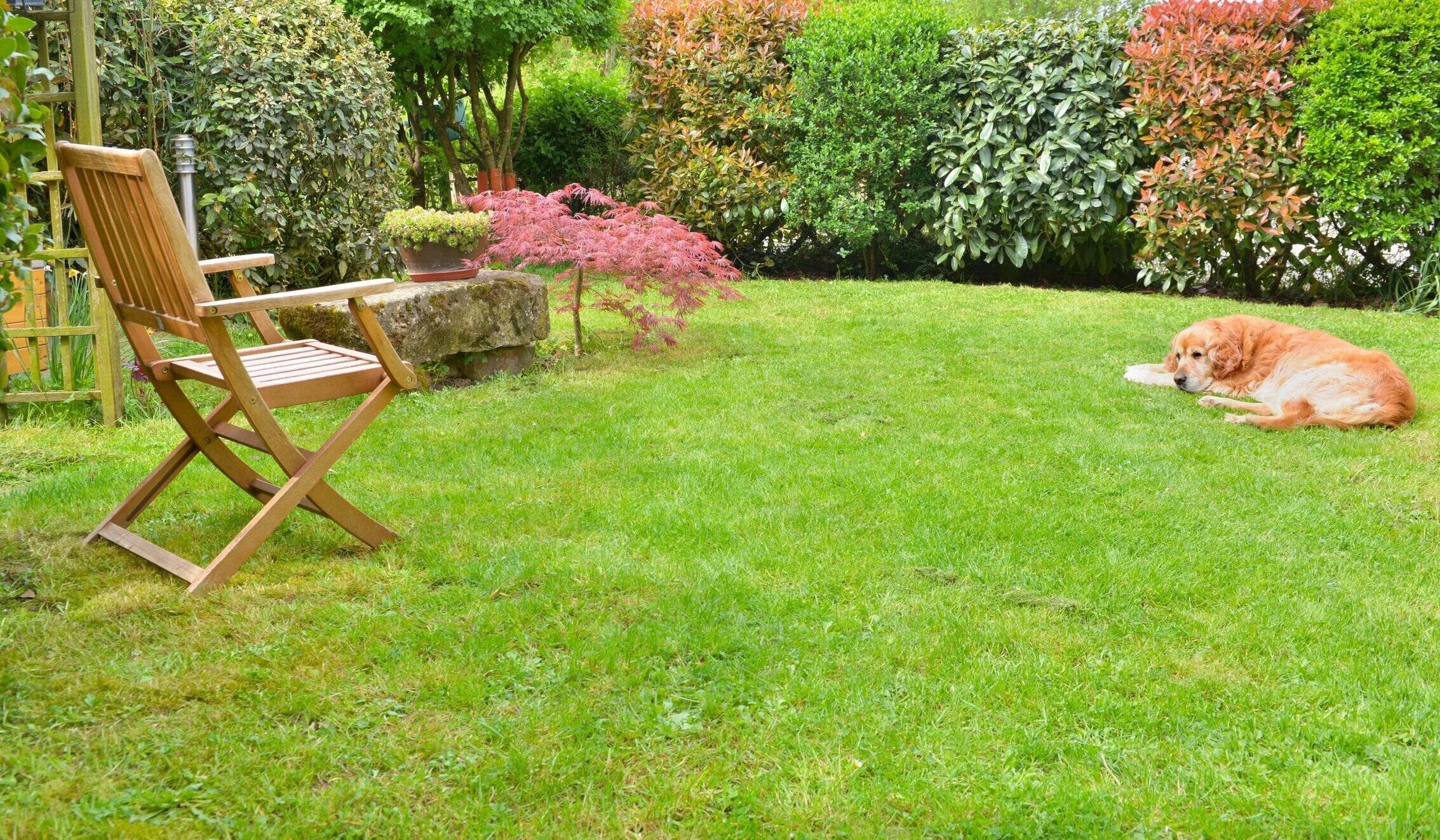 観賞用の田舎の庭で犬