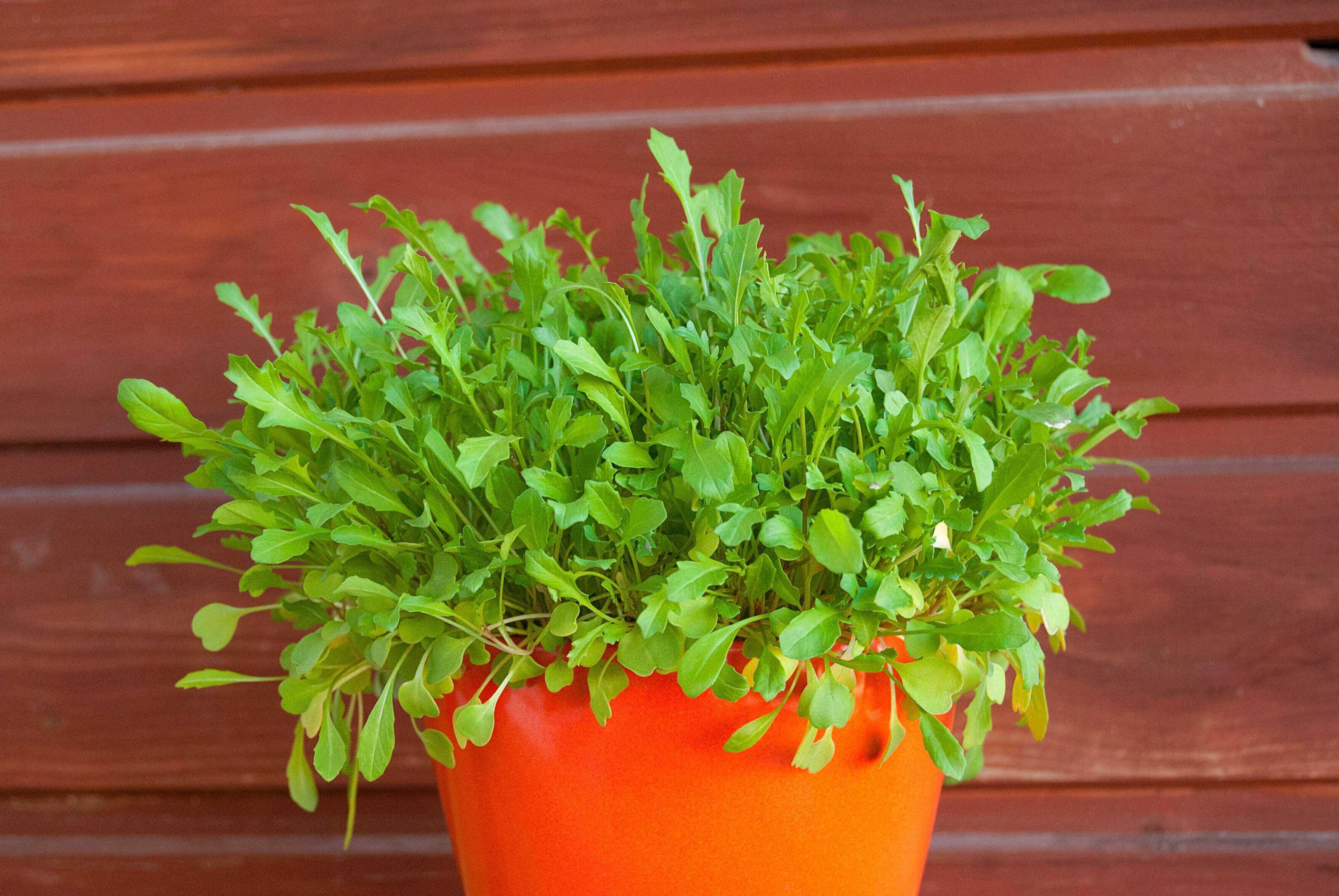 キッチン菜園にもおすすめ