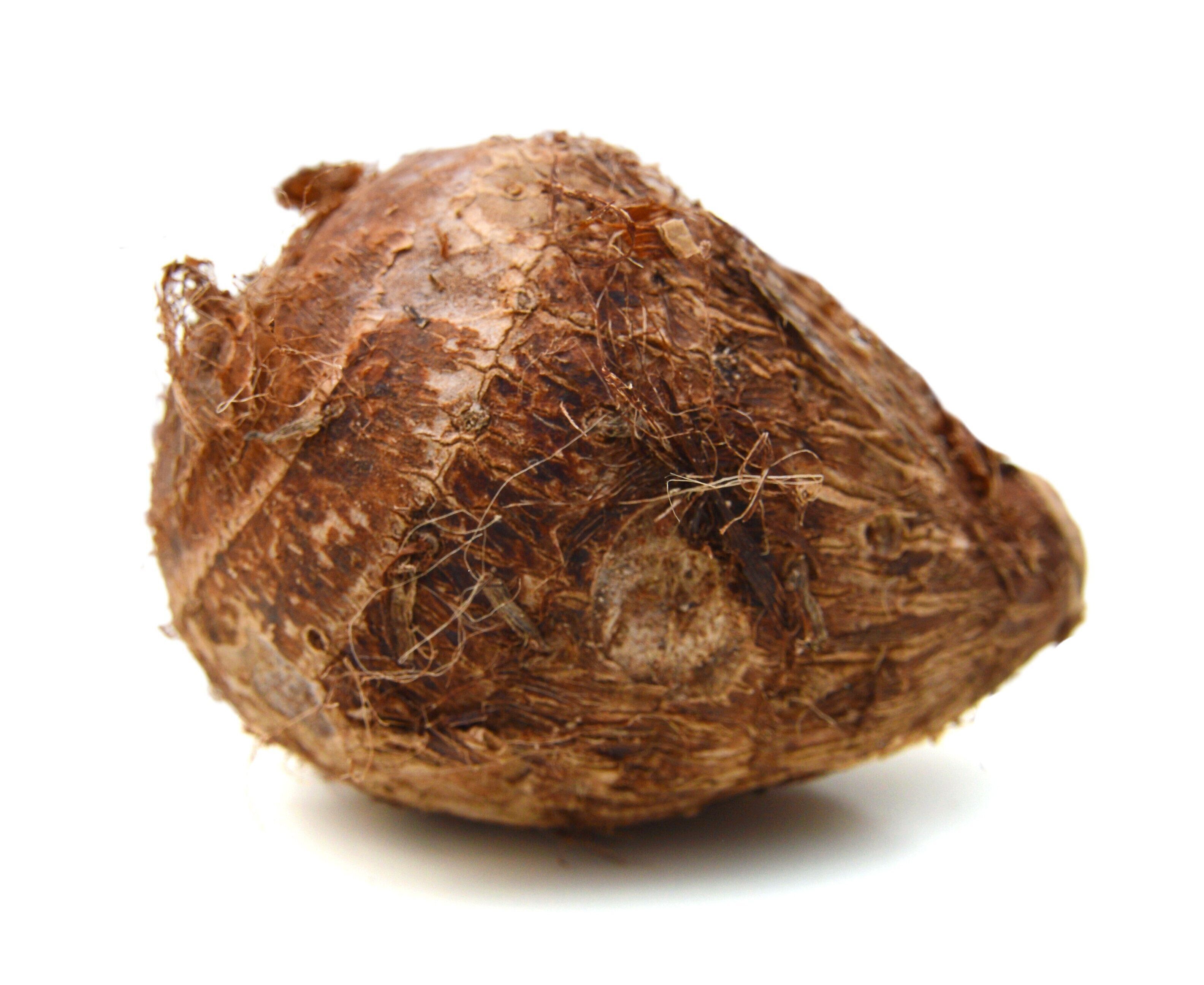 白い背景の上太郎のクローズ アップ