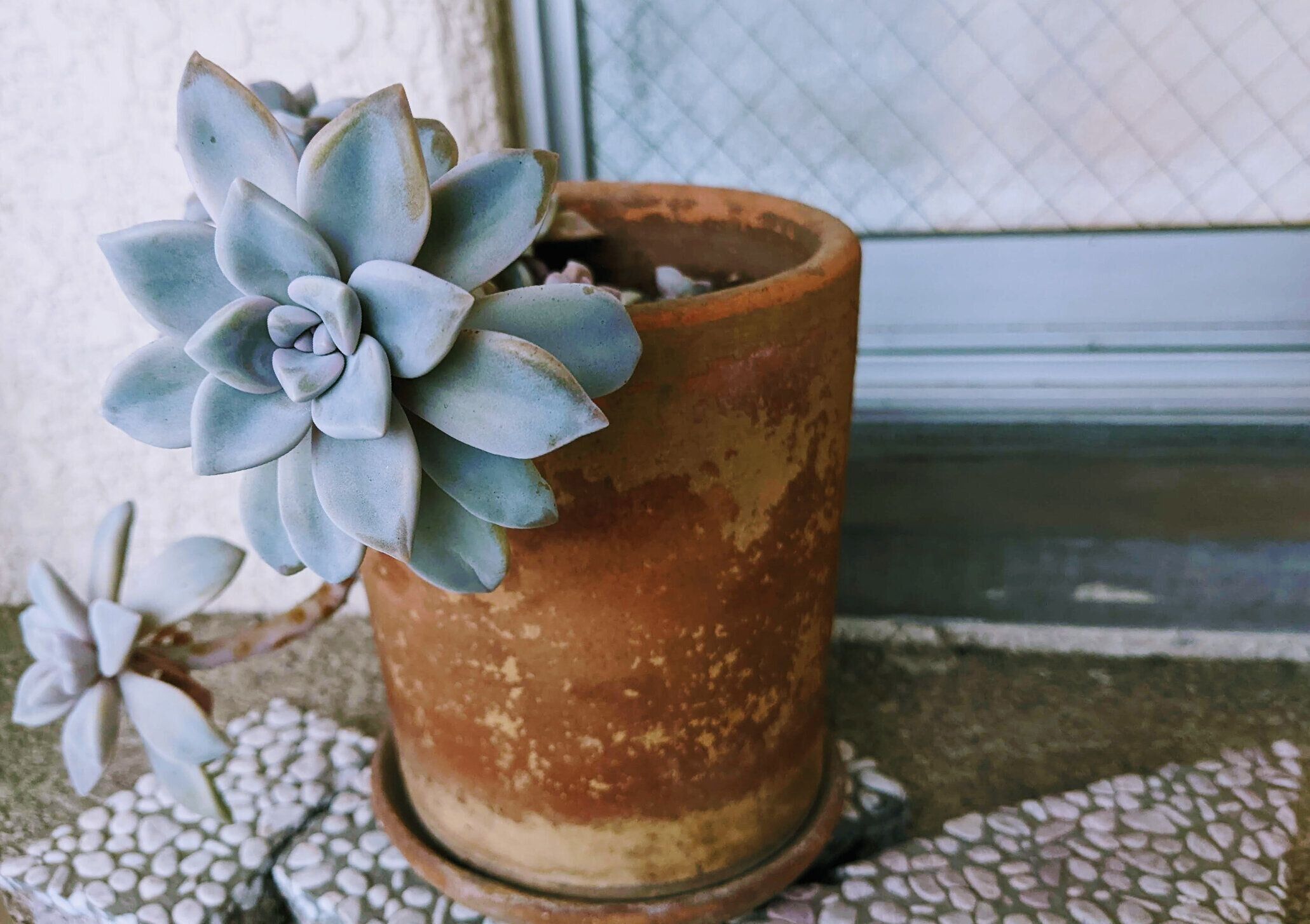 テラコッタポットの多肉植物の接写。