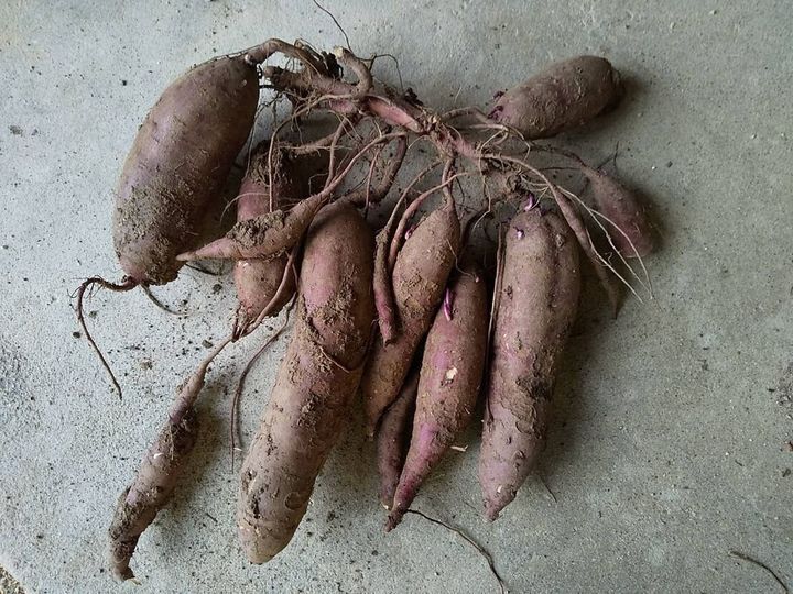 掘り起こされたさつまいも