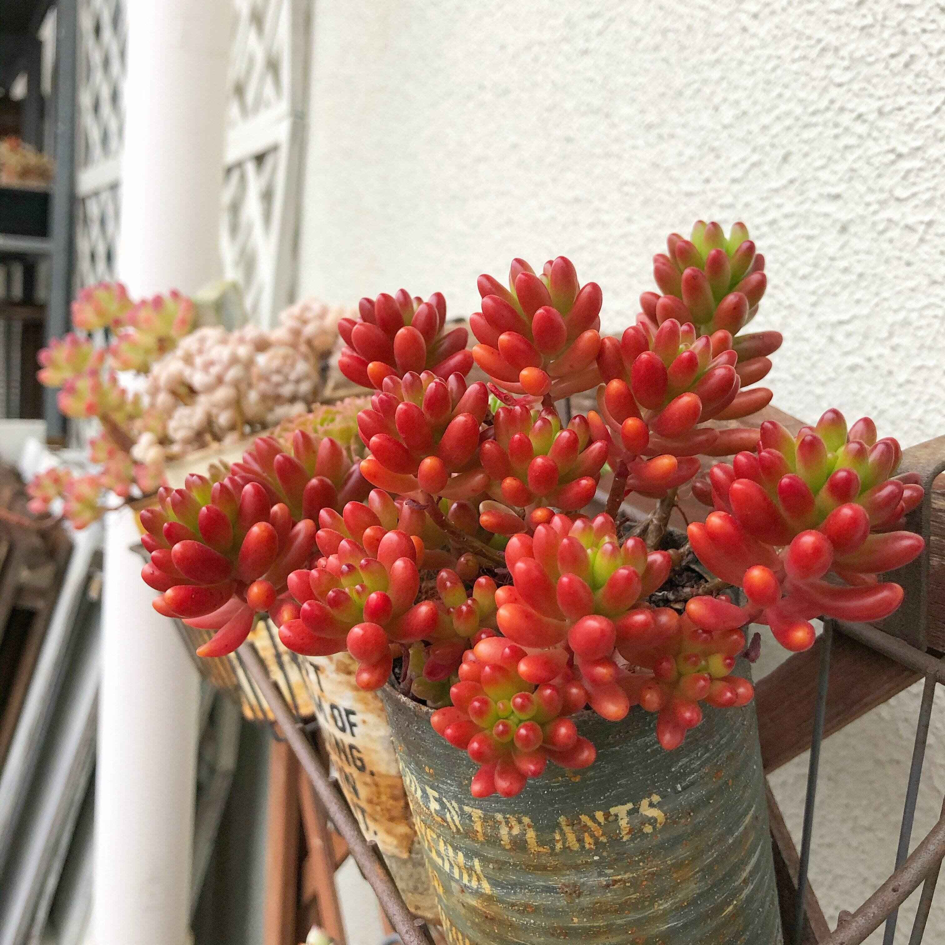 多肉植物　春　ピンク