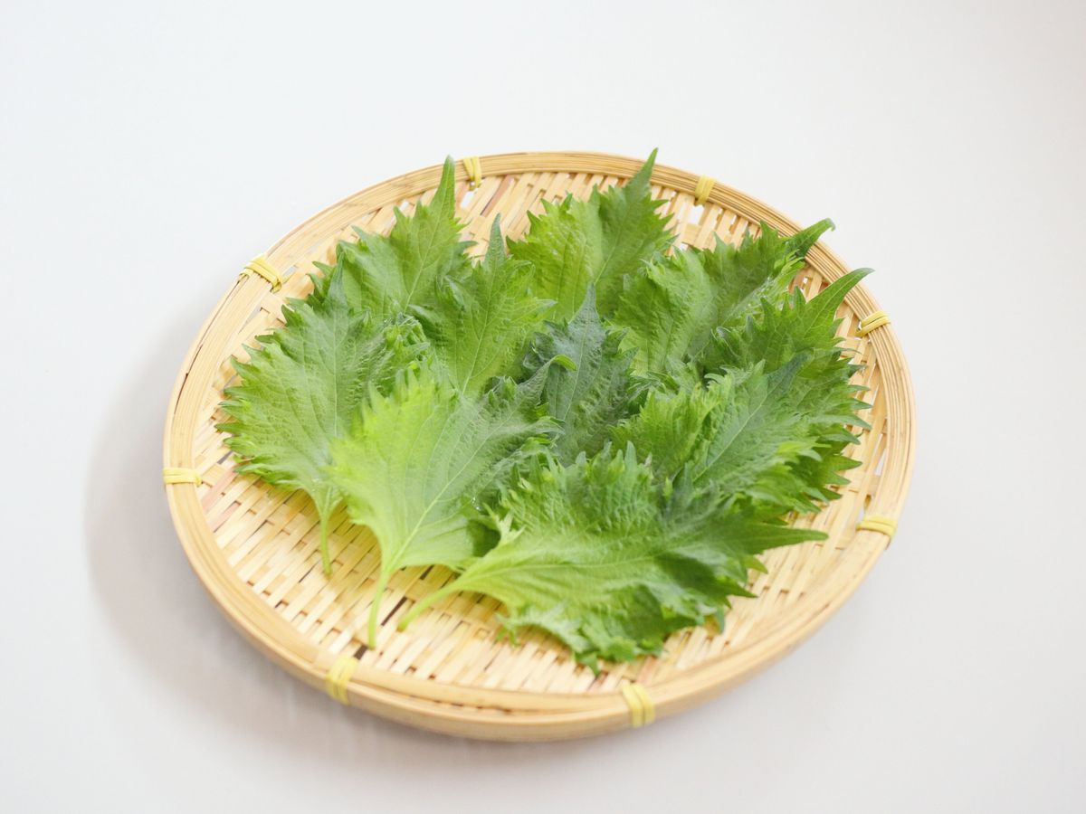 旬の「大葉」スーパーで買うときにおいしいものを見分けるコツとは?