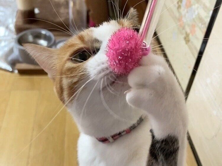 ねこのおもちゃおすすめ