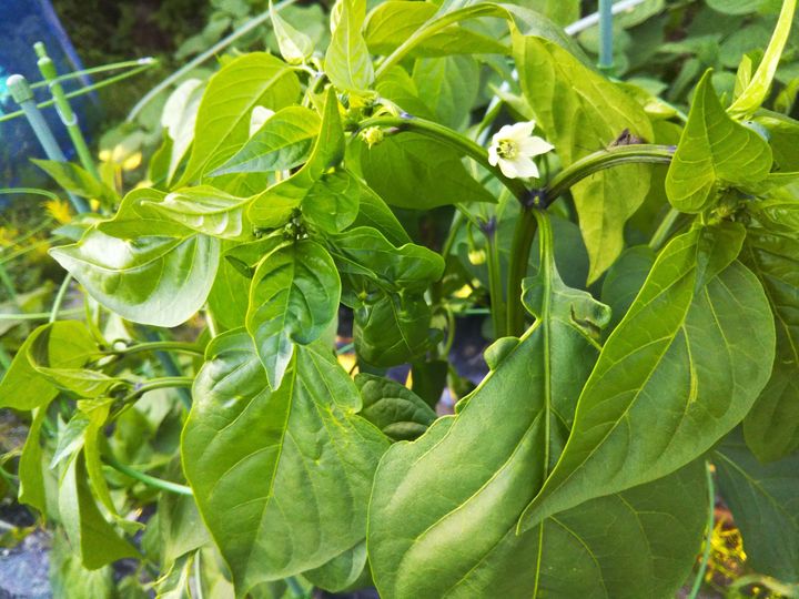 野菜漢字クイズ 青椒 と書くのは どんな野菜 サンキュ 野菜漢字クイズ 青椒 と書くのは どんな野菜 サンキュ