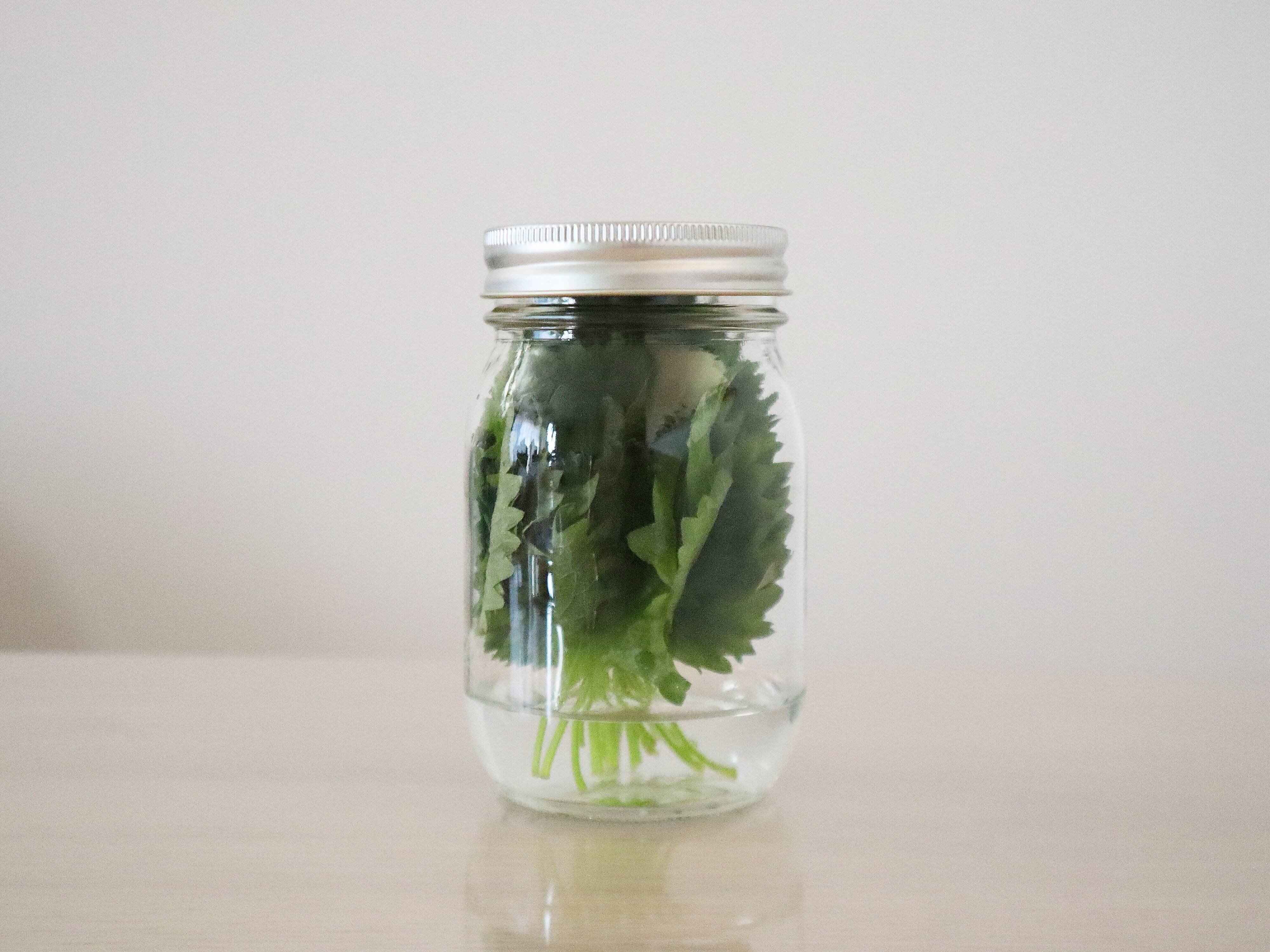 大葉の保存方法