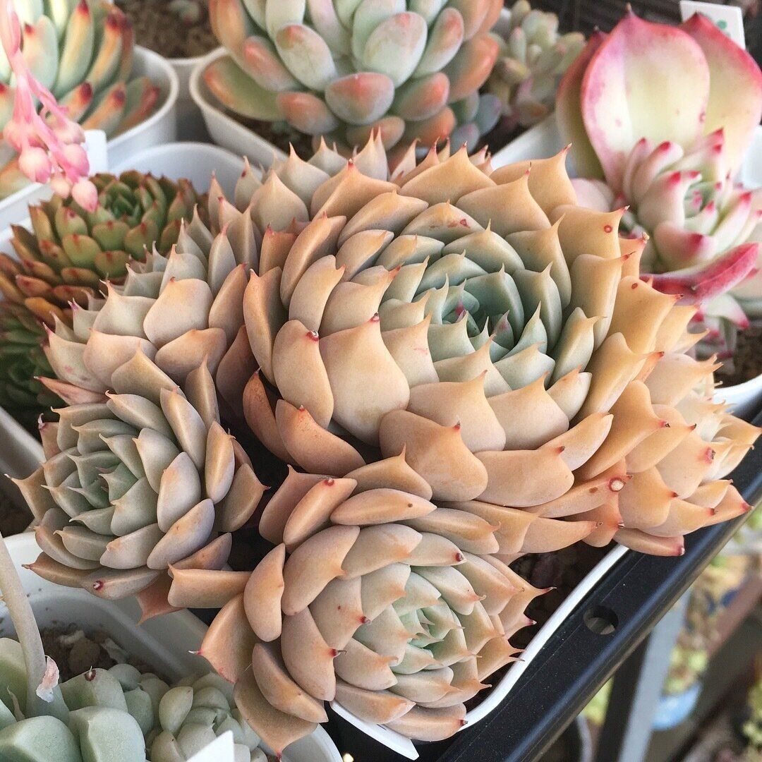 グラプトベリア　マーガレットレッピン