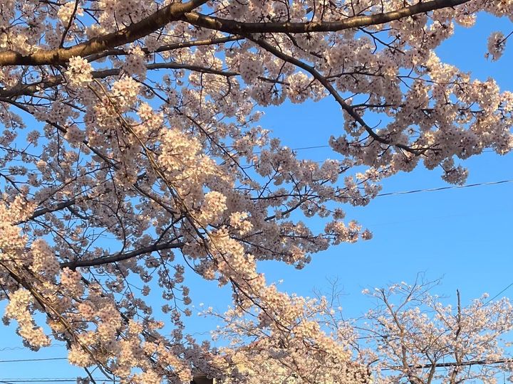 入学式 桜