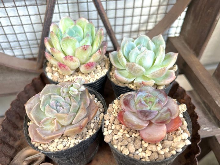 多肉植物 初心者 韓国苗