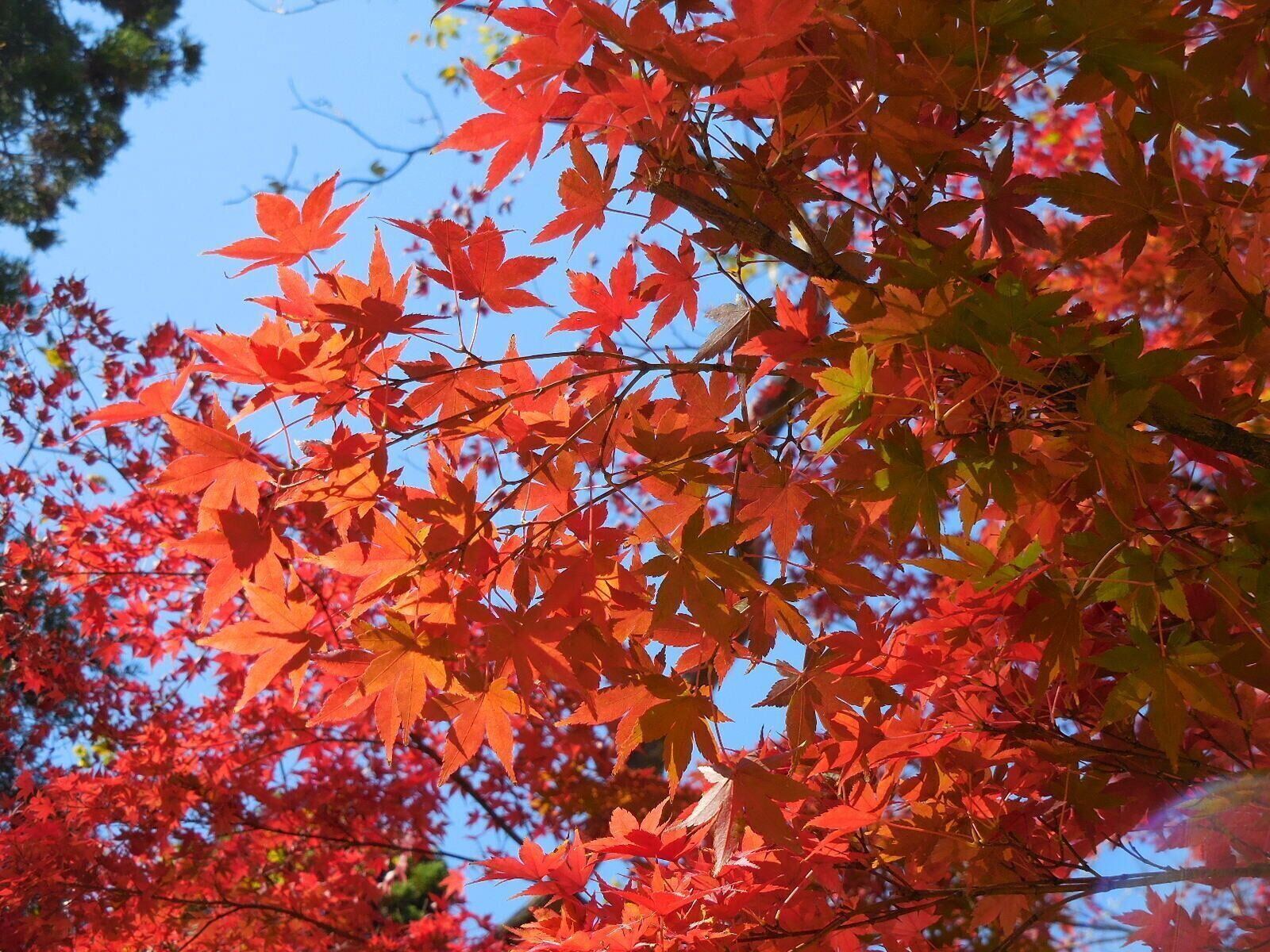 赤いもみじの葉