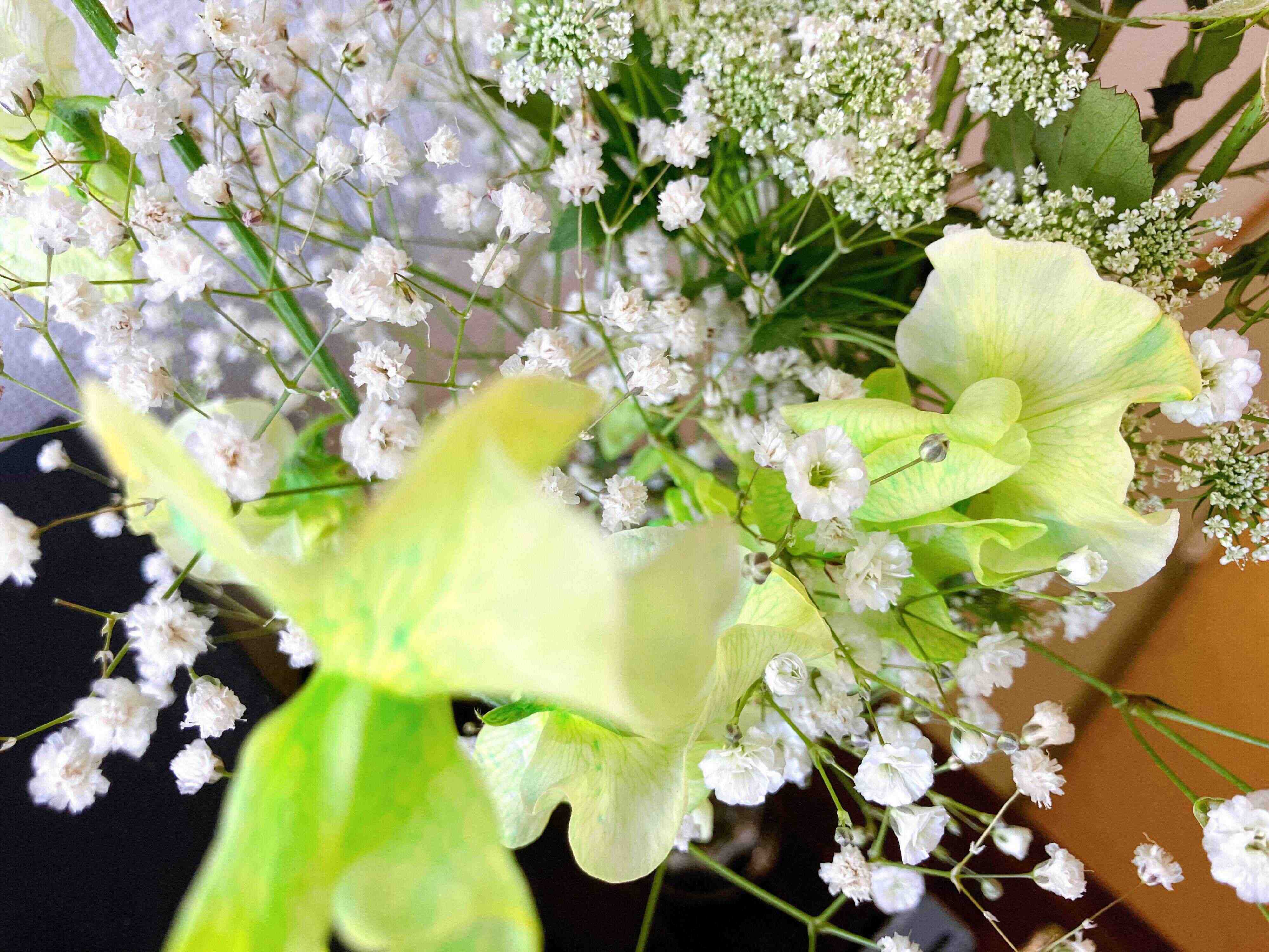 心癒すやさしい香りのスイトピー