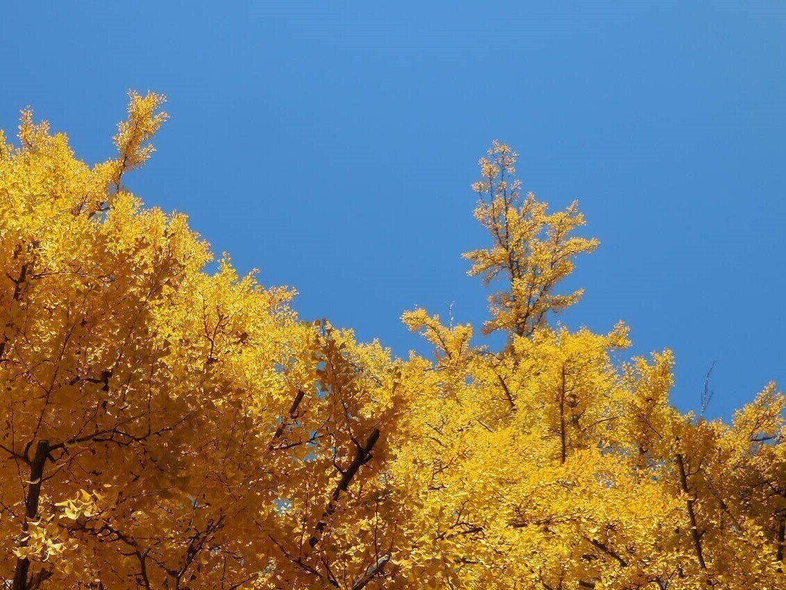 黄色いイチョウの梢と青空