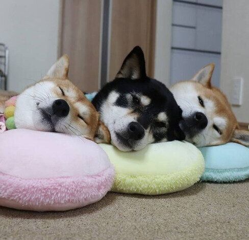 ダイソー セリア キャンドゥ おすすめの100均クッション クッションカバー34選 顔をうずめて癒されたりまったりするのにピッタリ サンキュ