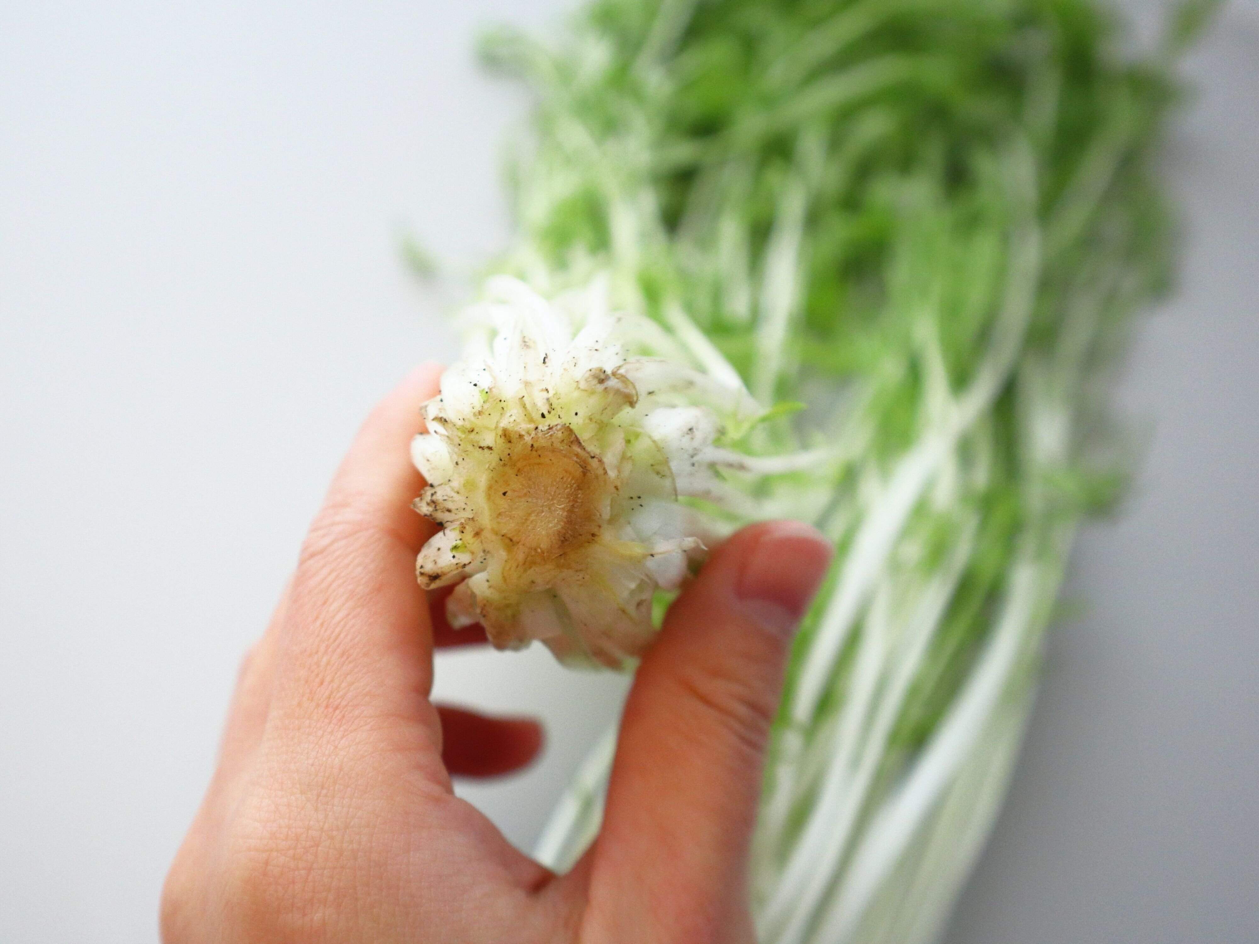 株が太くずっしりしているもの