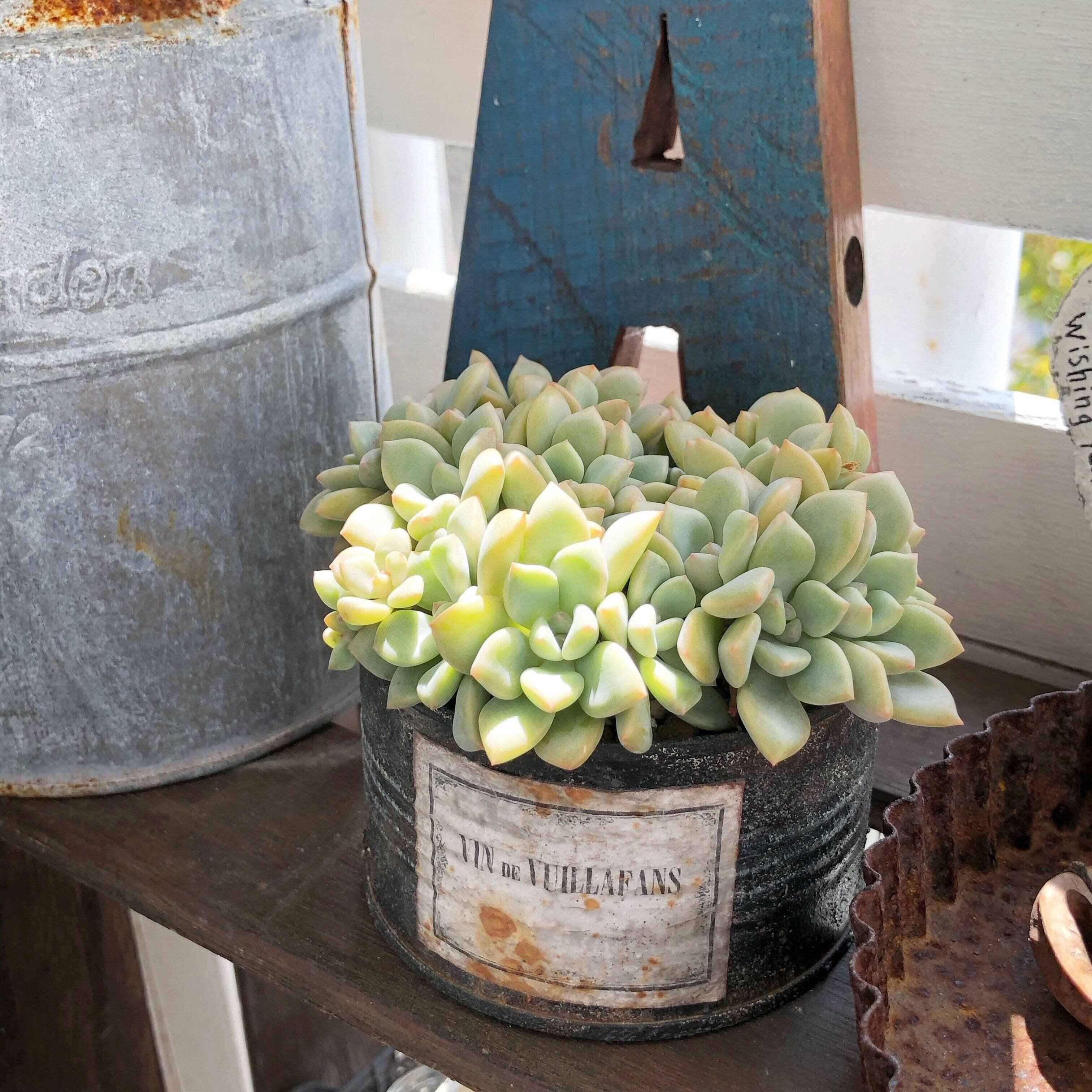 多肉植物　夏　寄せ植え　しない理由