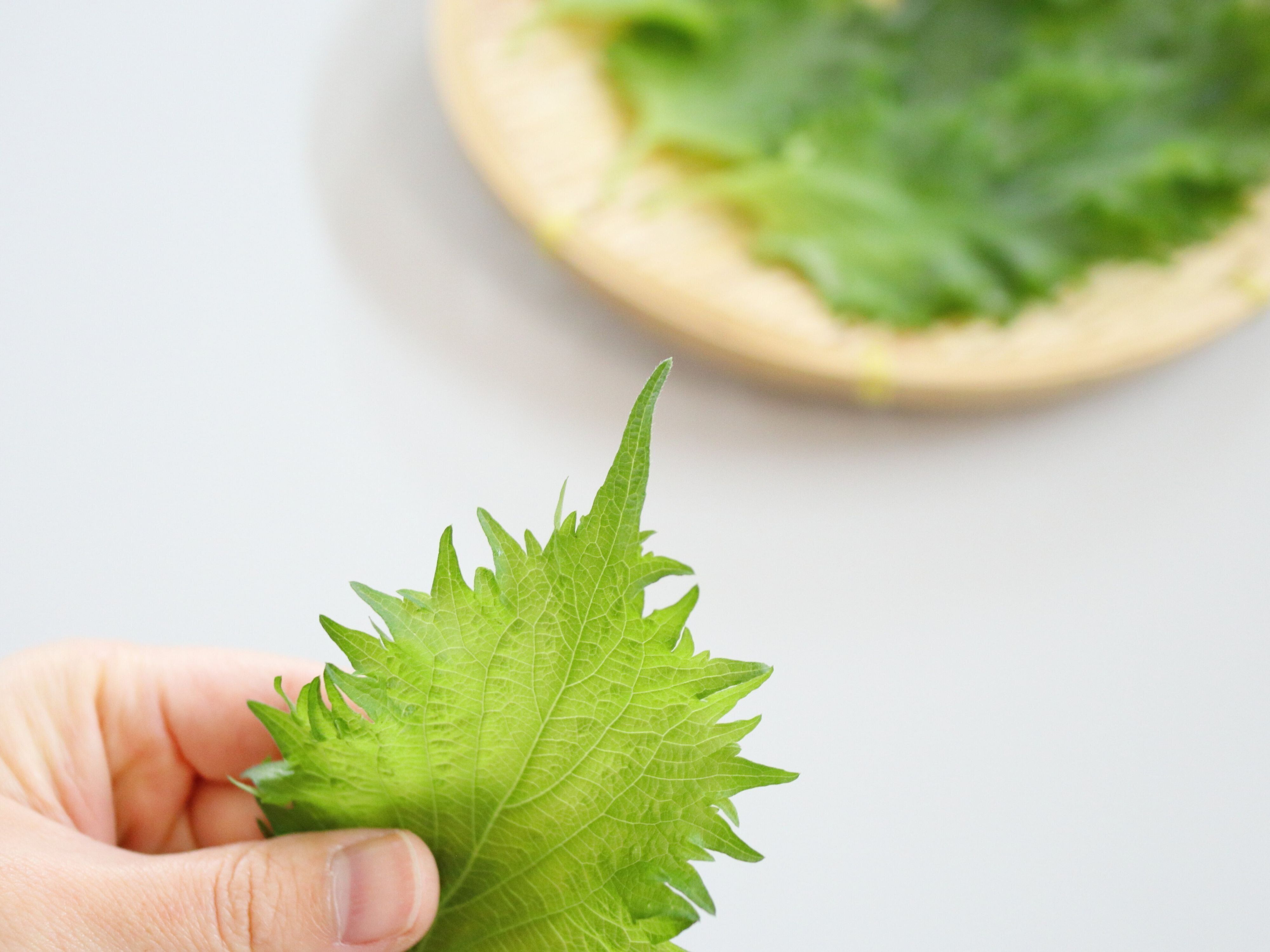 葉先がピンとしている