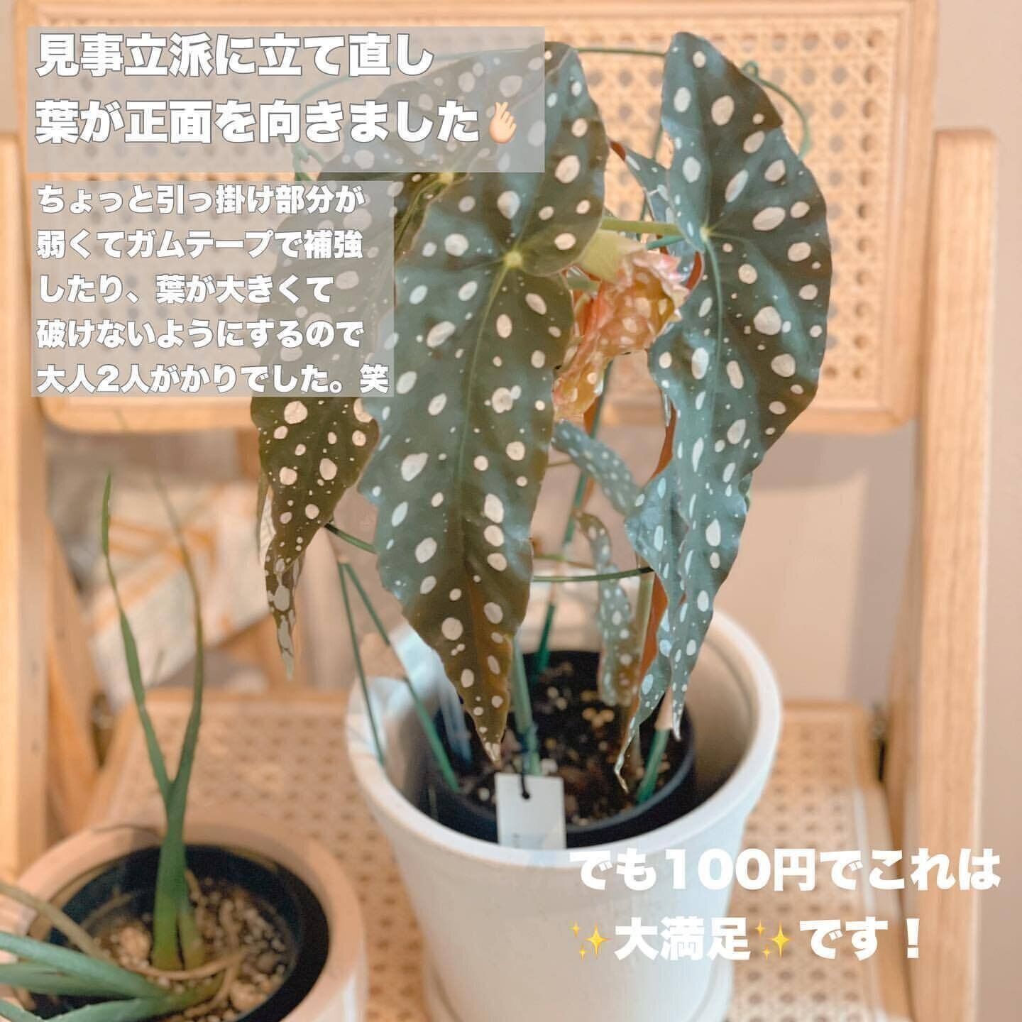 【ダイソー】観葉植物の葉垂れ防止に