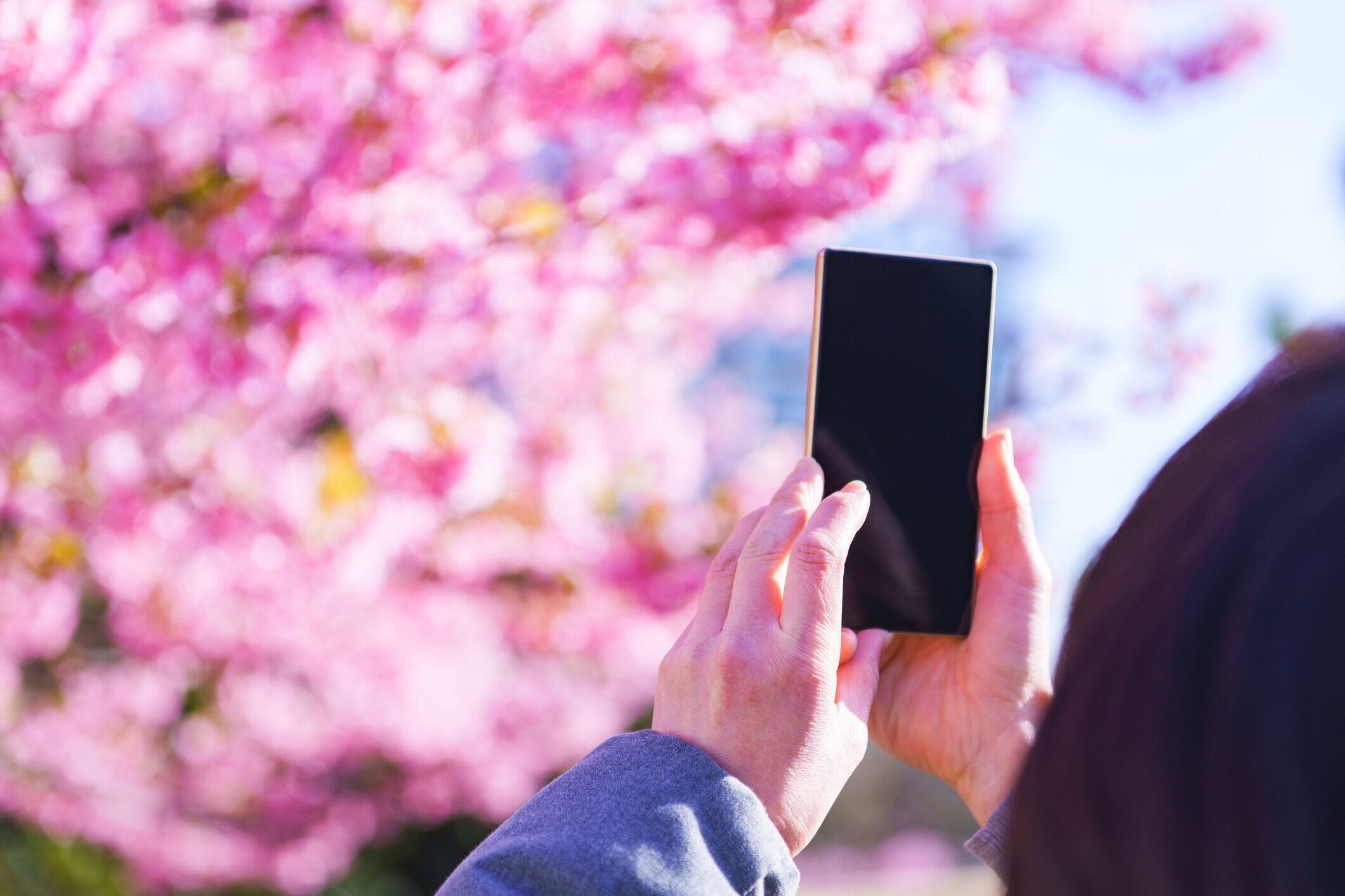 春に写真を撮る日本の中年女性