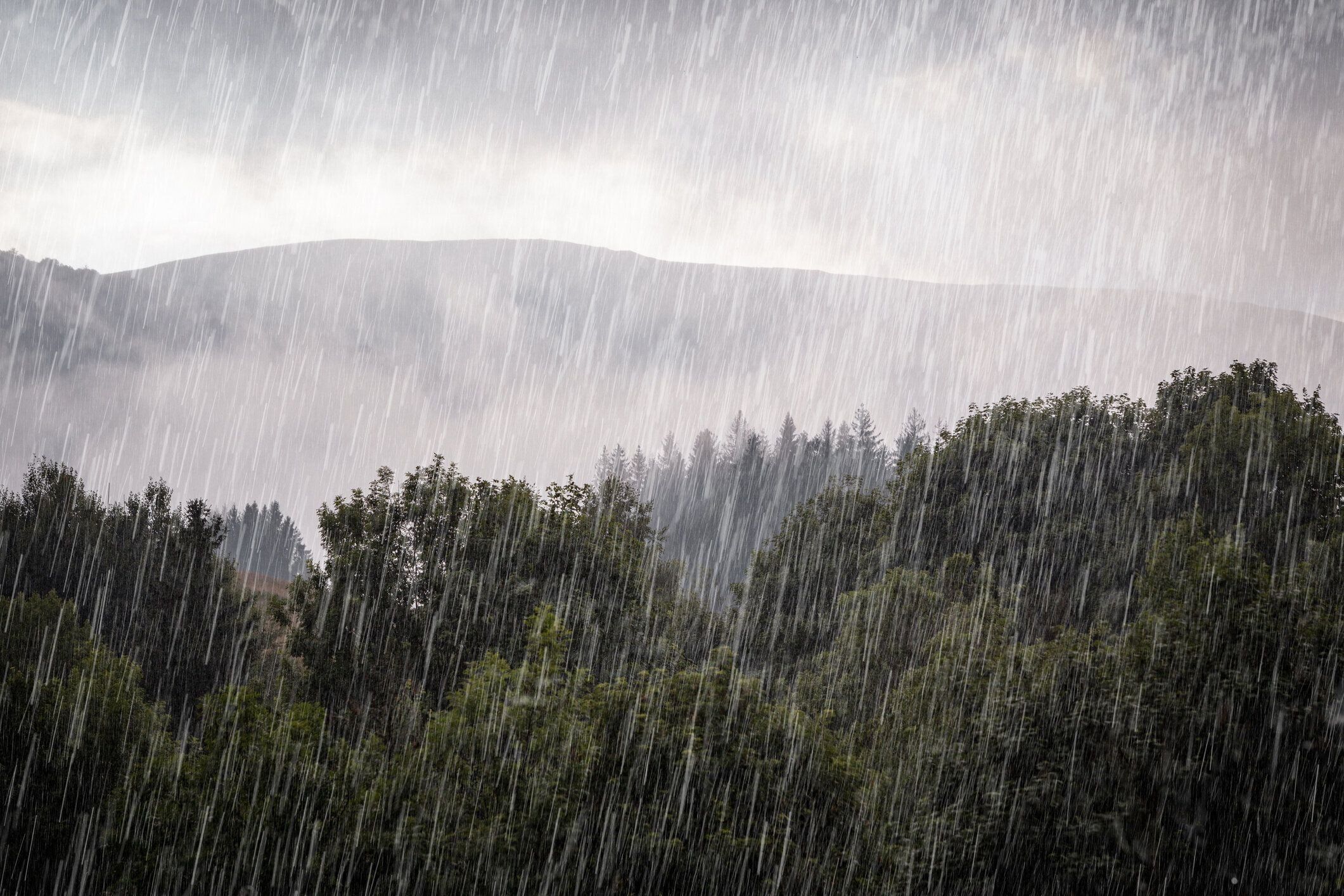 緑の森に雨が降る。カルパティアの霧の山の丘。夏の雨の日。