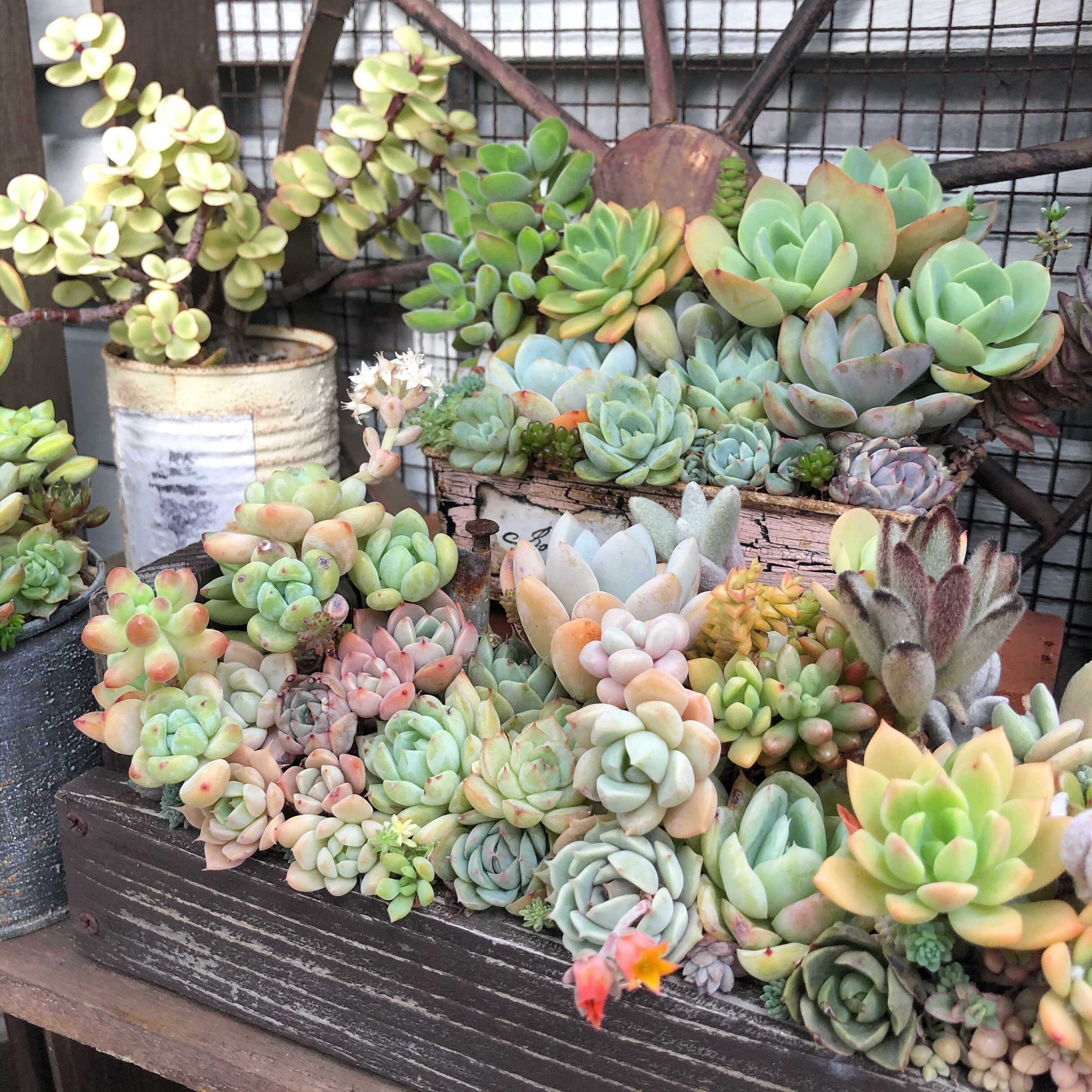 猛暑のベランダでも大丈夫！多肉植物を暑さで枯らさないための対策5選