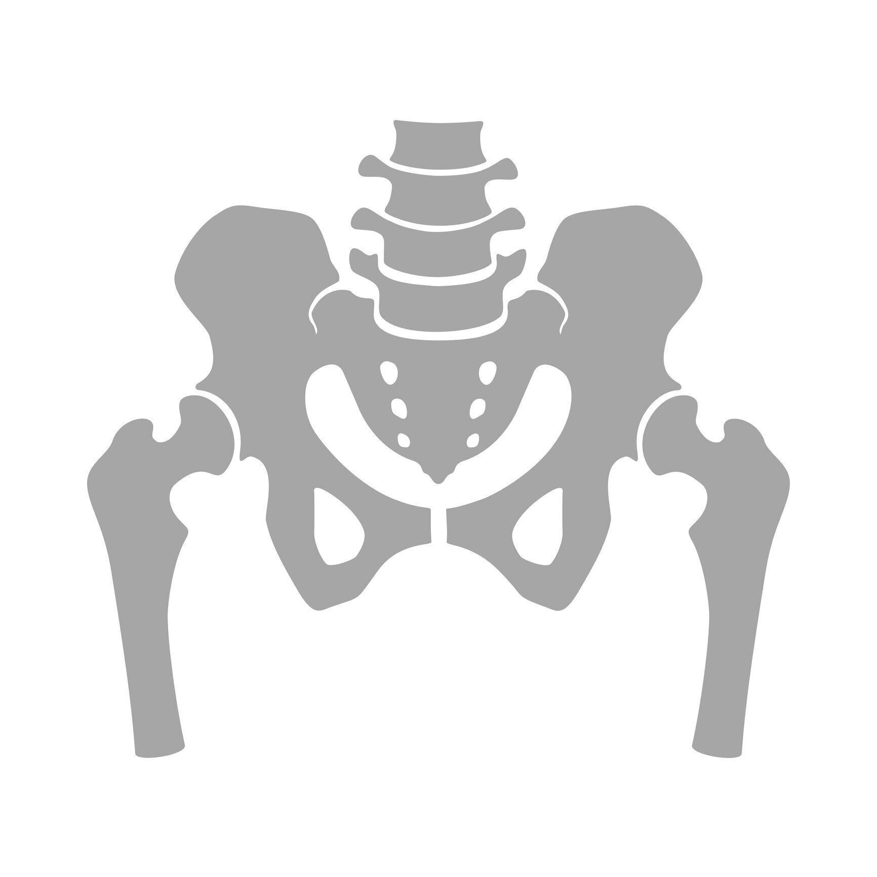 人間の骨格の構造の断片。骨盤ガードルと太もも。