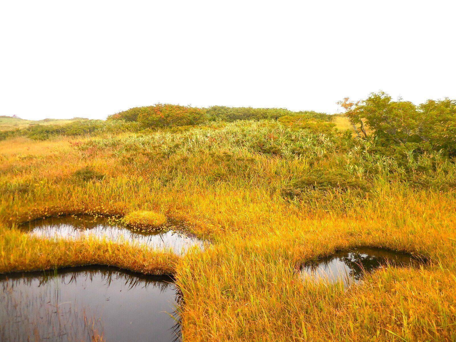 山形県の月山の紅葉