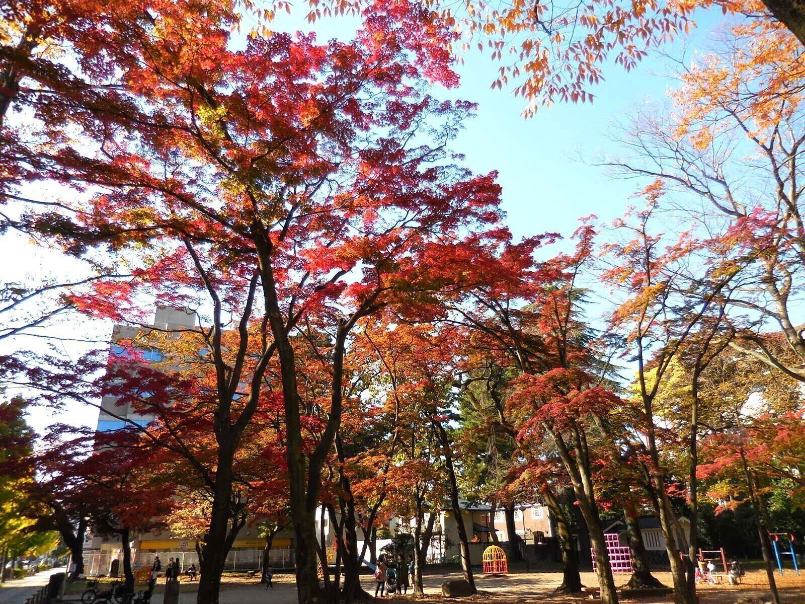 宮城県仙台市の勝山公園の紅葉