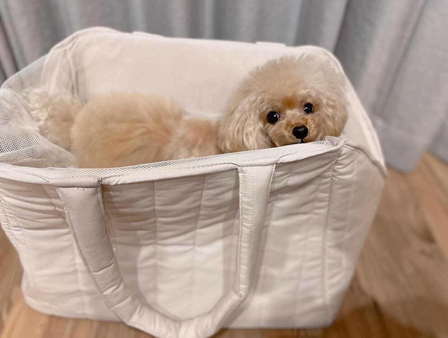 【3COINS】お出かけにぴったりの「ペット用キャリーBAG」