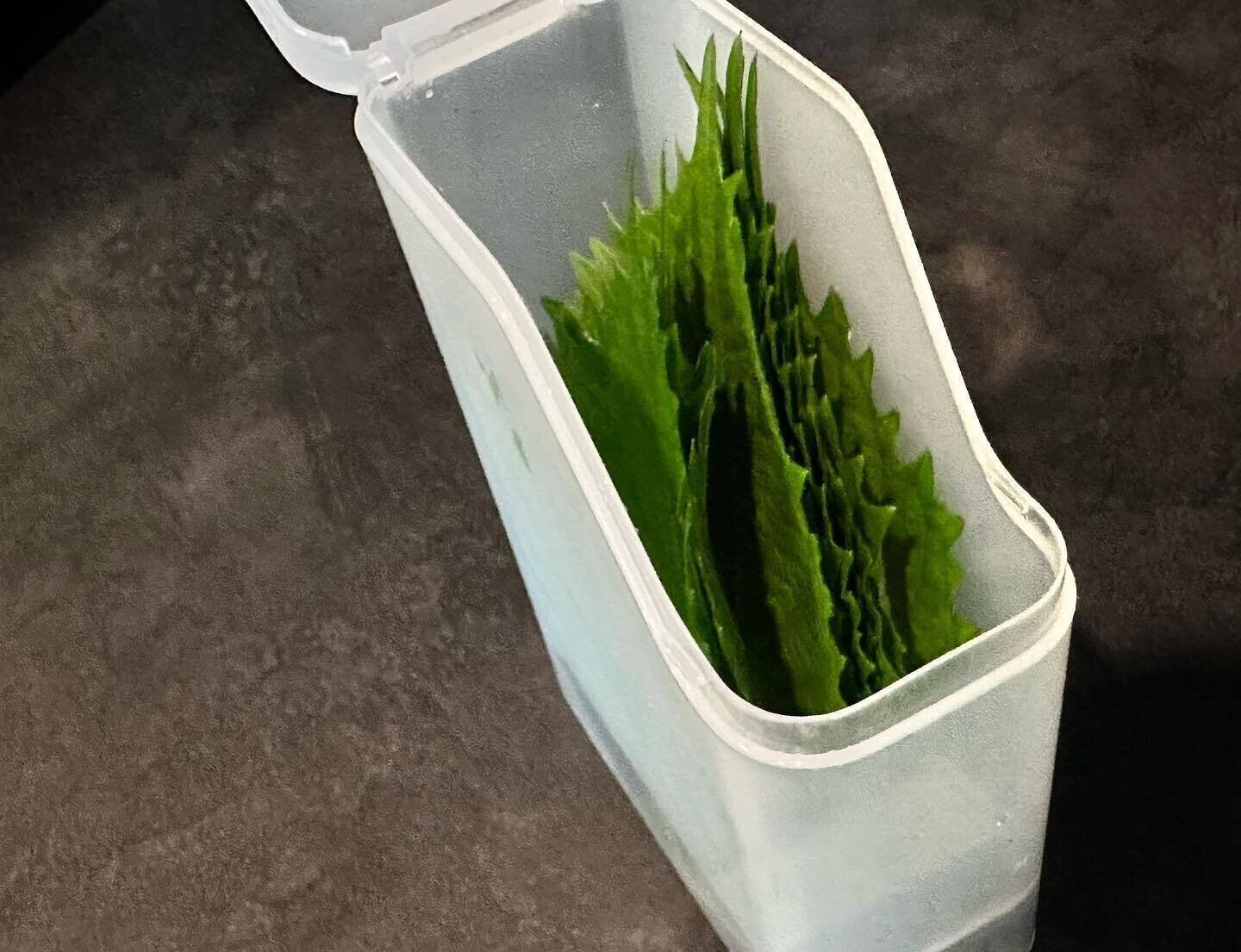 【セリア】悩んでいた大葉の保存方法が解決！「大葉保存ケース」