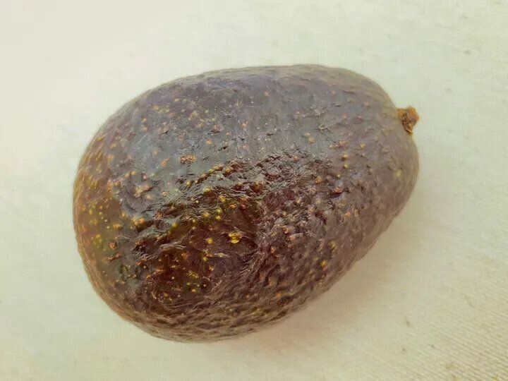 卵形をしている