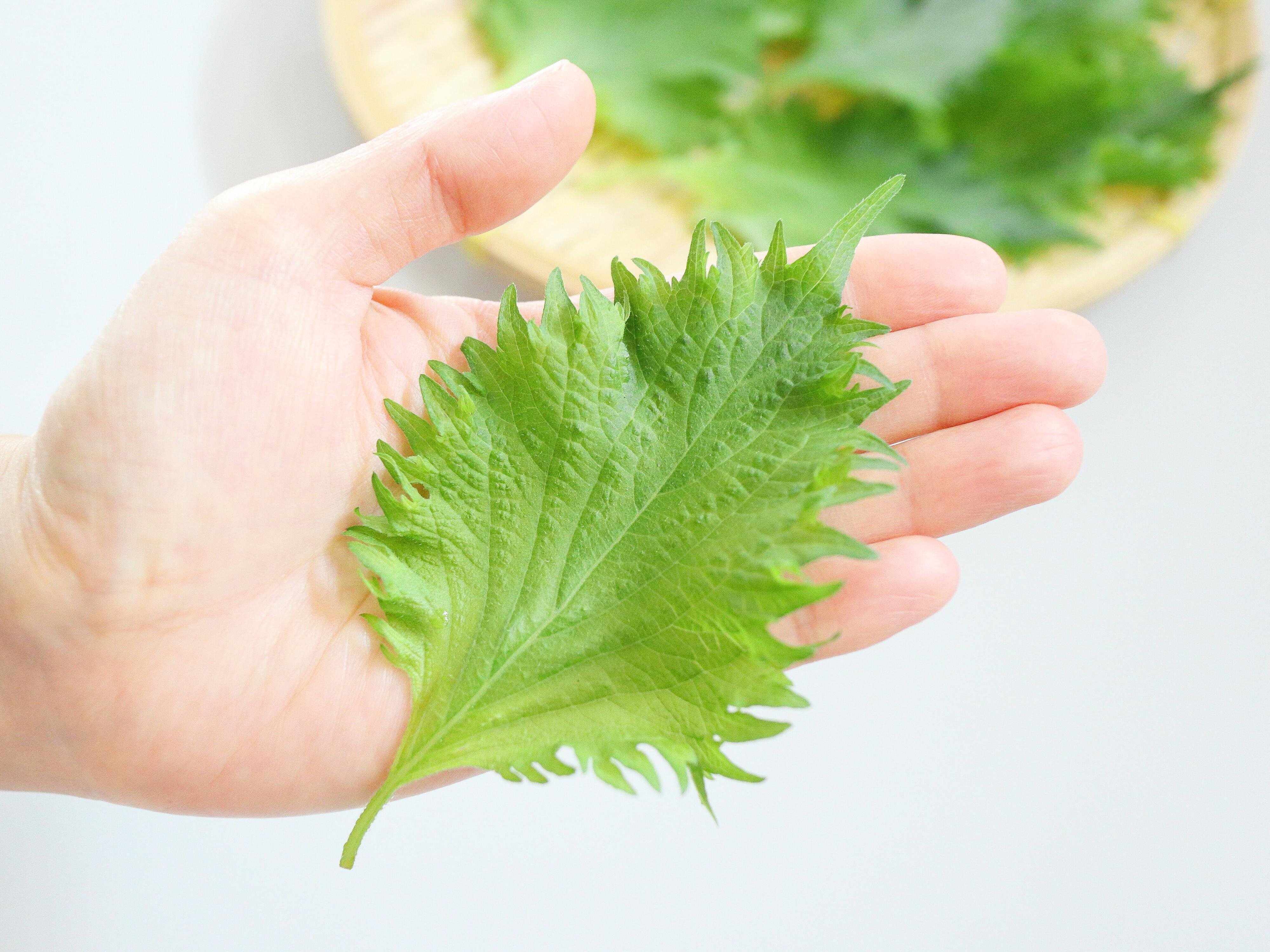 まん中の葉脈がまっすぐ通っている